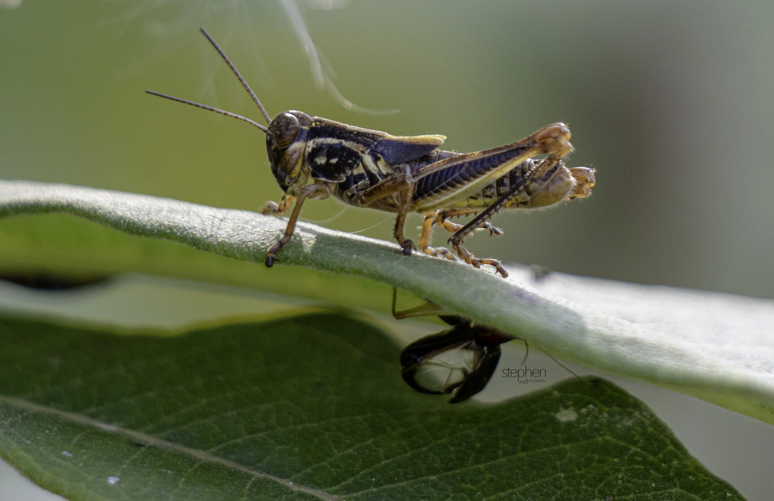 Grasshopper6 - Sandy Ridge.jpg
