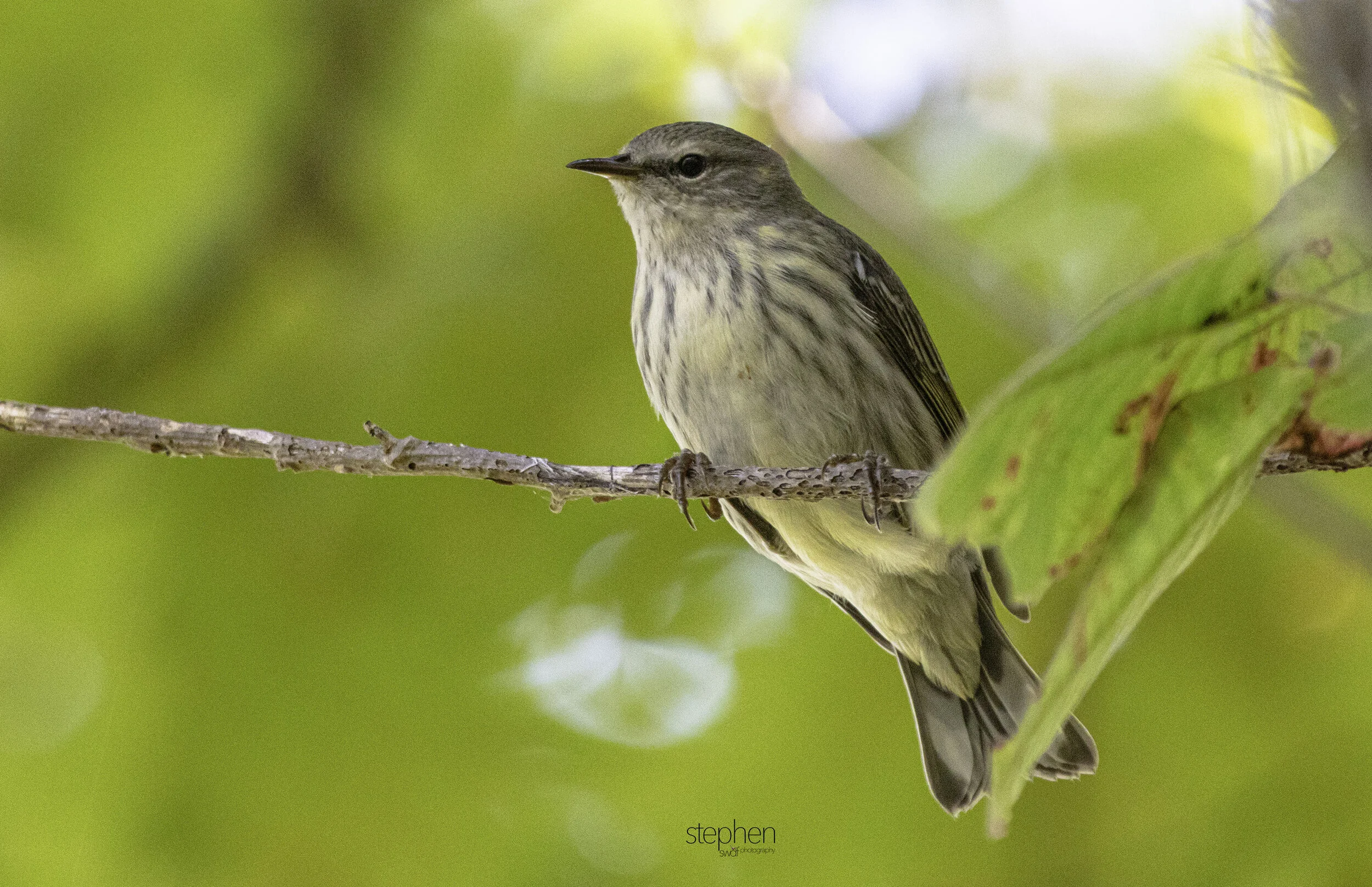 Warblers Fall Migration7 - Sheldons Marsh.jpg