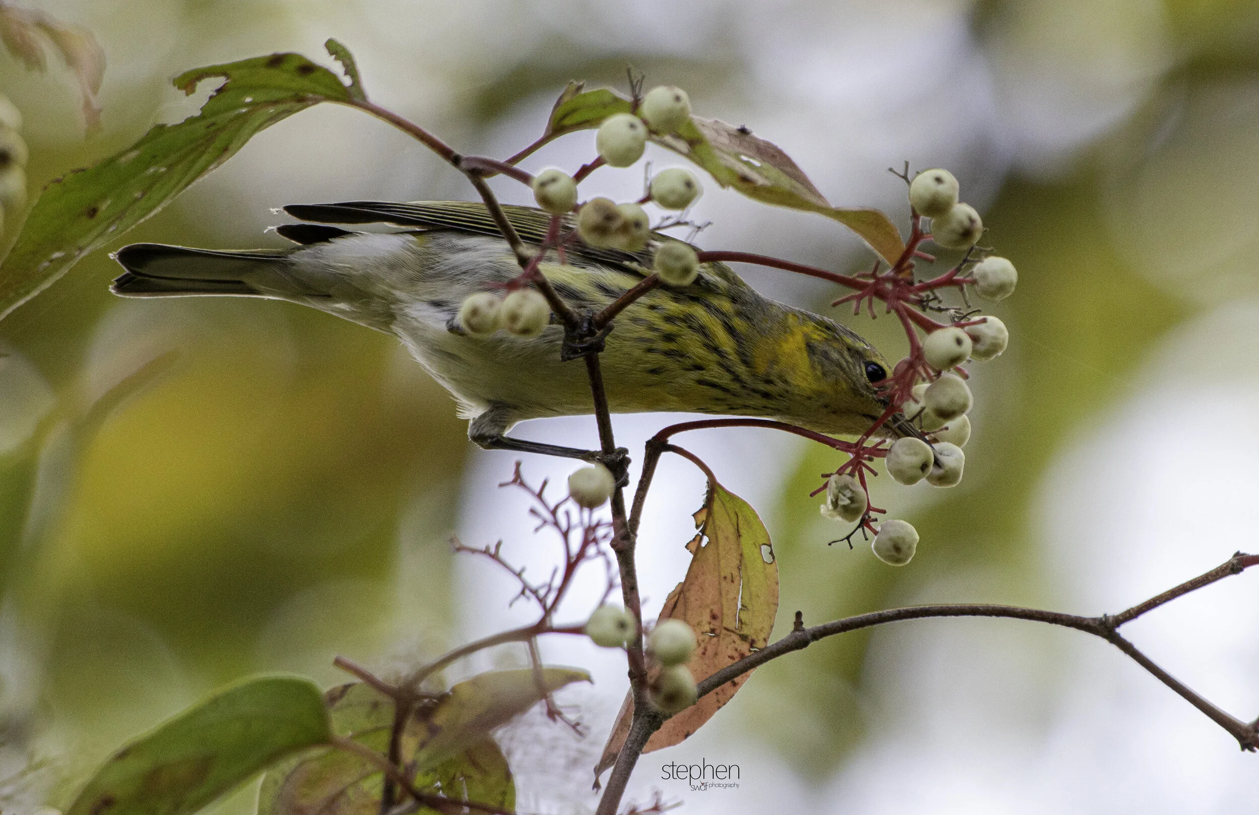 Warblers Fall Migration - Sheldons Marsh.jpg