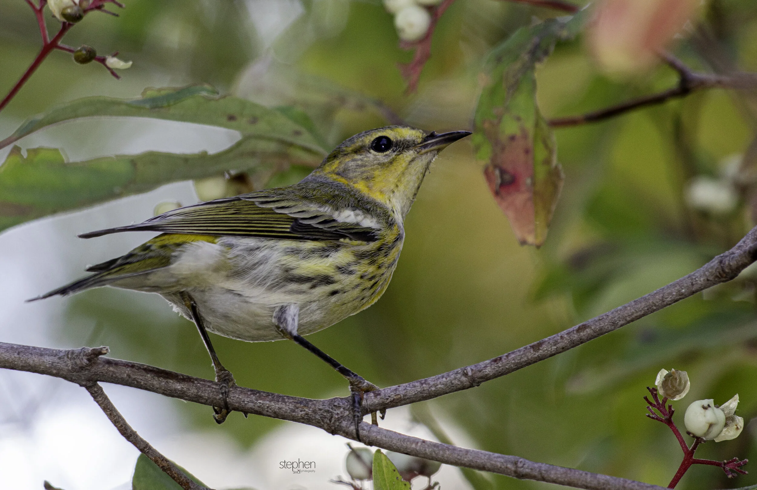 Warblers Fall Migration2 - Sheldons Marsh.jpg