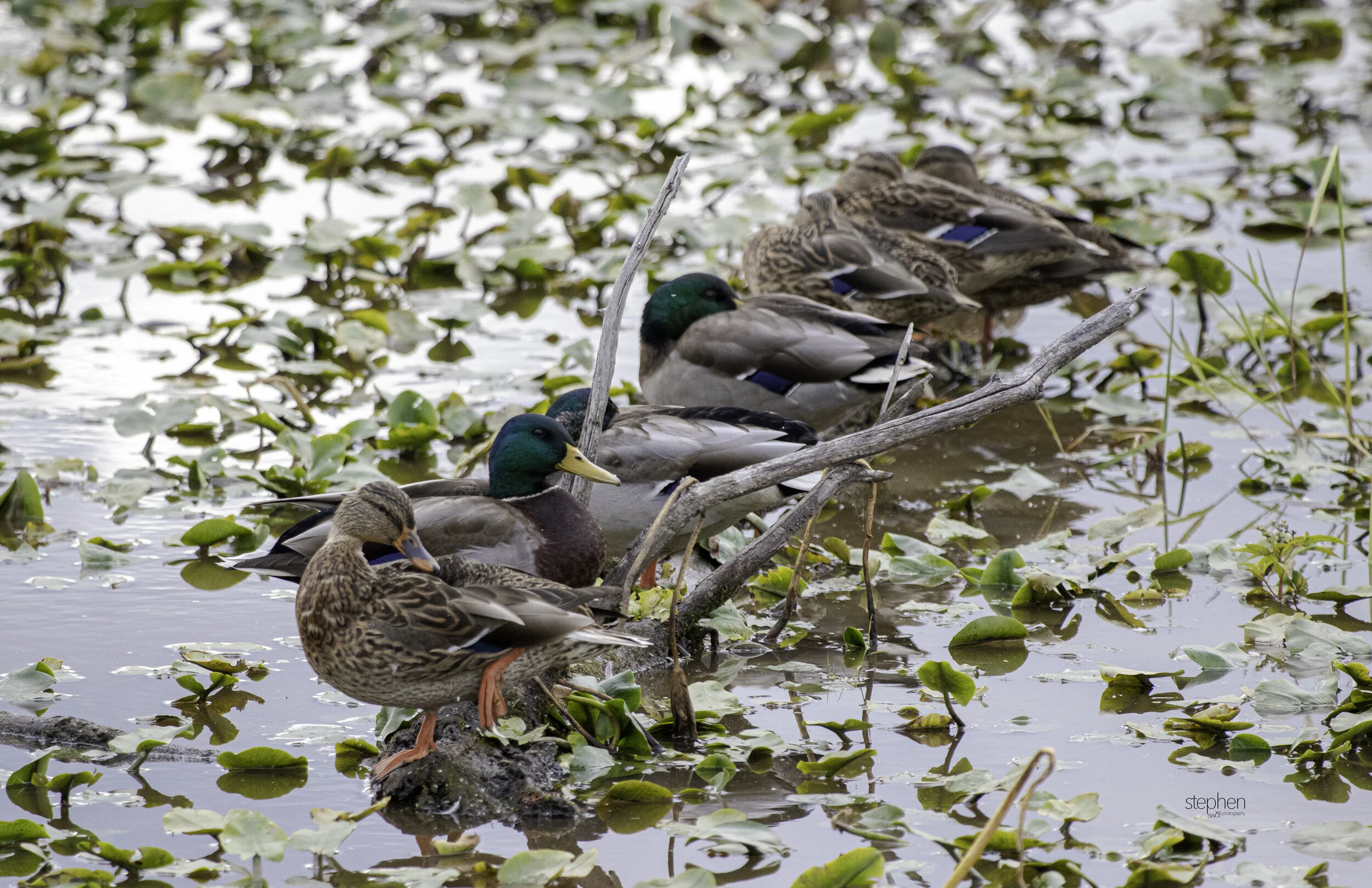 Mallard Ducks in a Row - Sandy Ridge.jpg