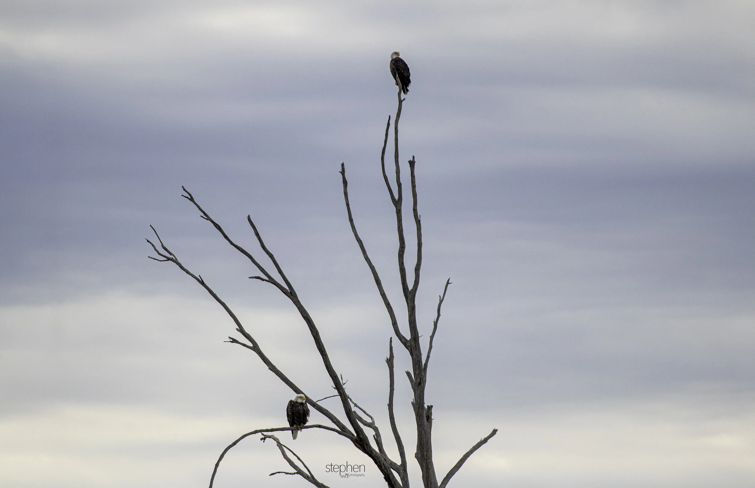 Bald Eagles in a Tree - Sandy Ridge.jpg