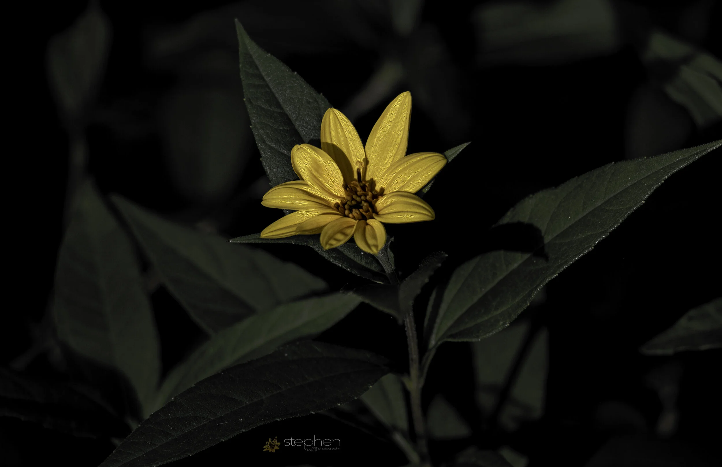 Autumn Flower - Sheldons Marsh.jpg
