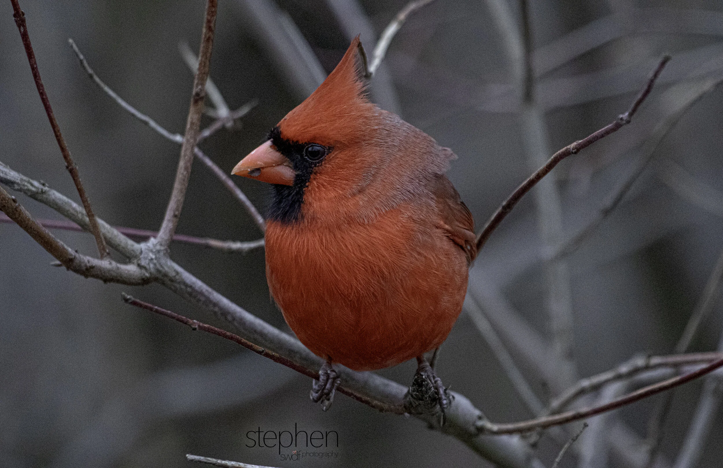 Benjamin Cardinal - Sheldons Marsh.jpg