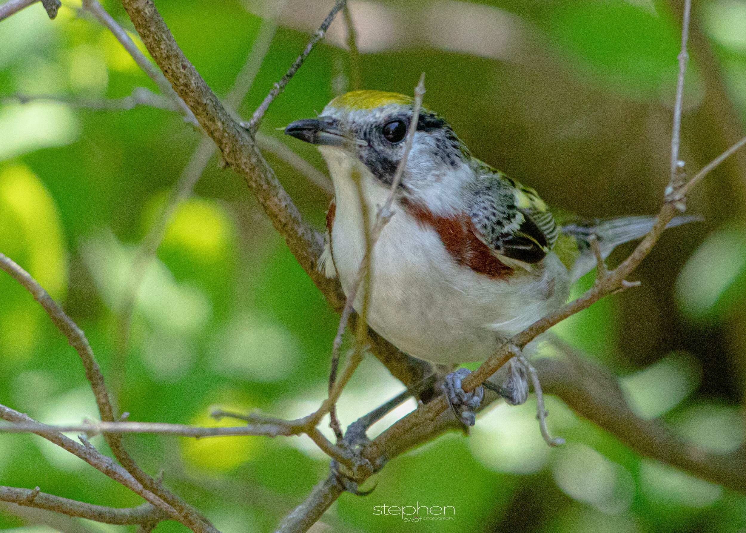 Chestnut-sided Warbler6 - Headlands Beach.jpeg