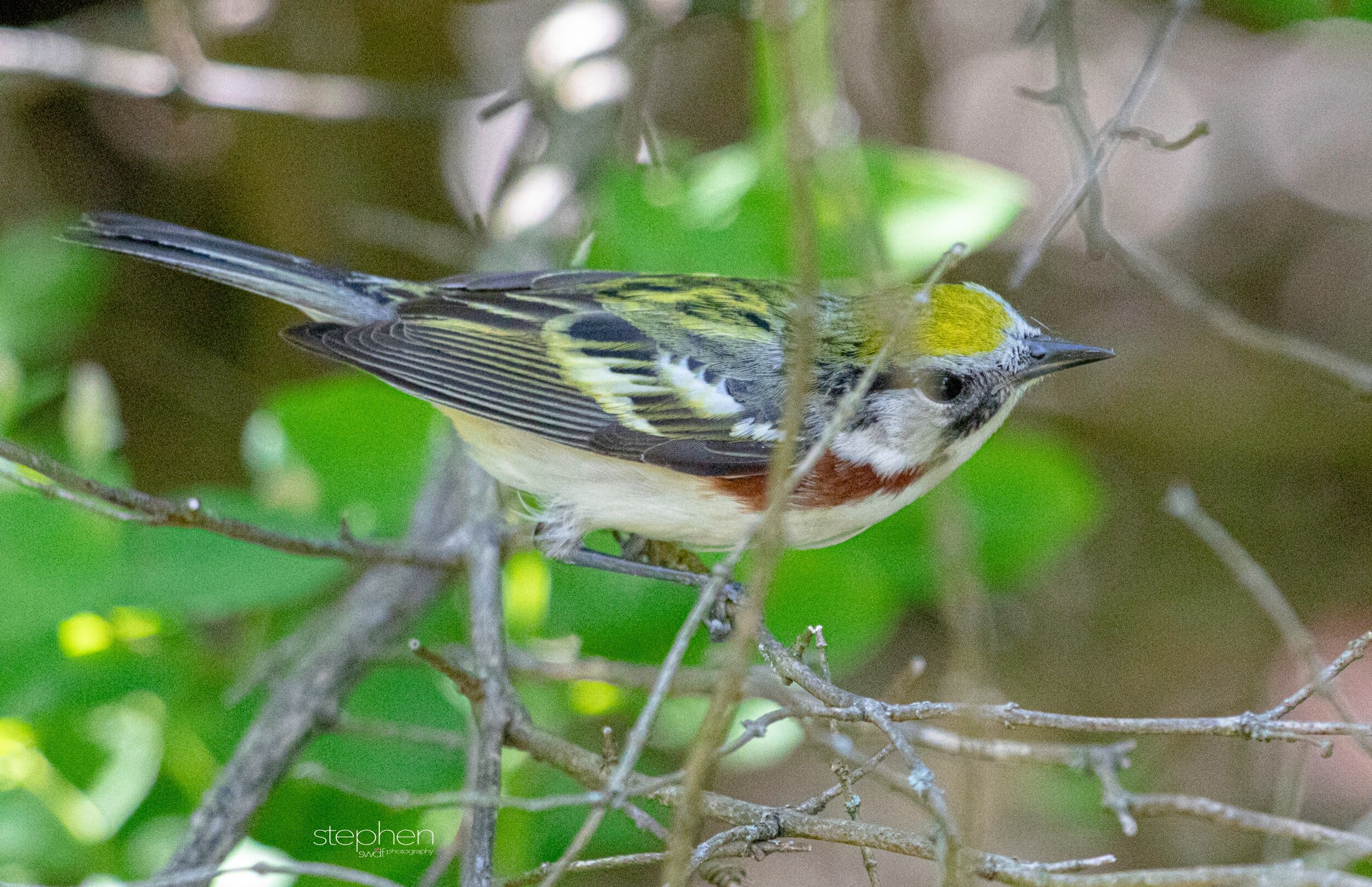 Chestnut-sided Warbler9 - Headlands Beach.jpeg