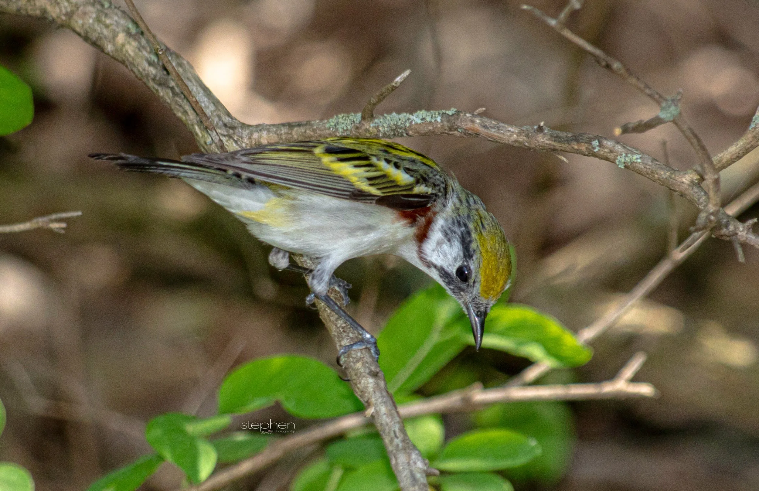 Chestnut-sided Warbler12 - Headlands Beach.jpeg