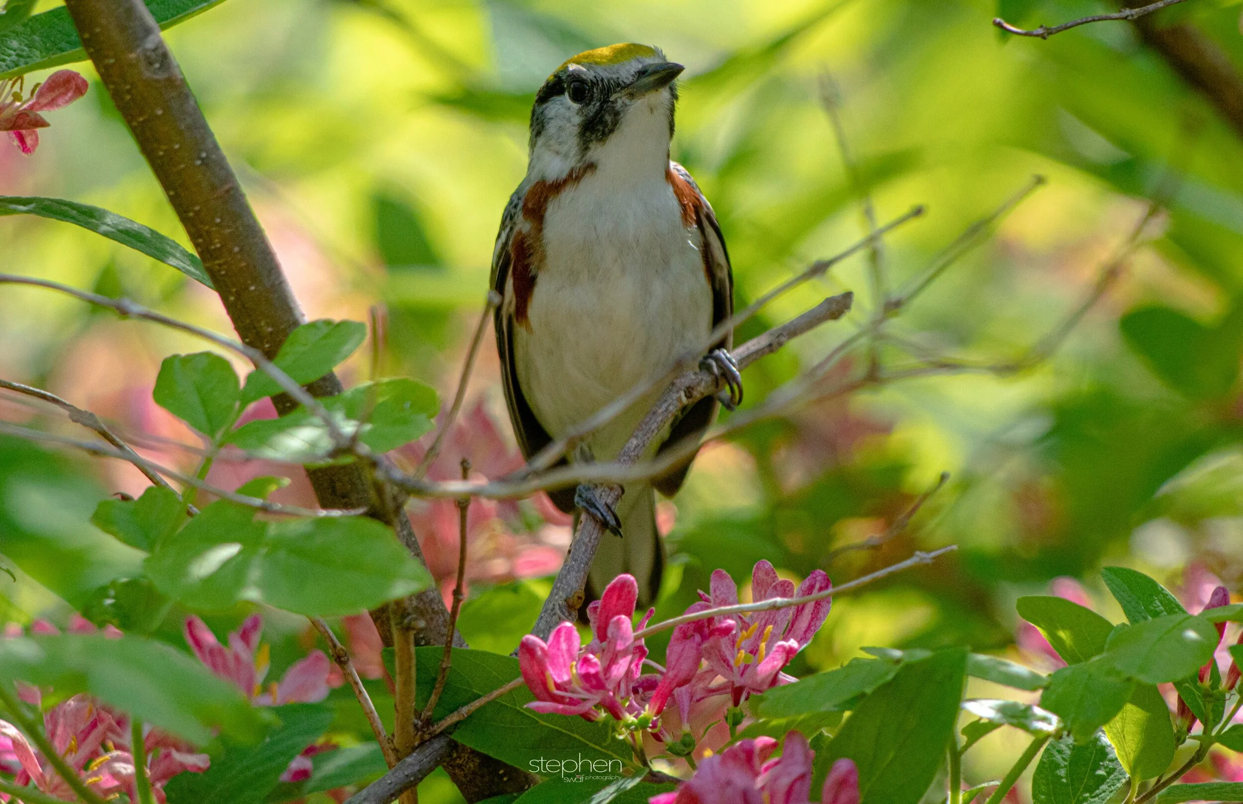 Chestnut-sided Warbler - Headlands Beach.jpeg