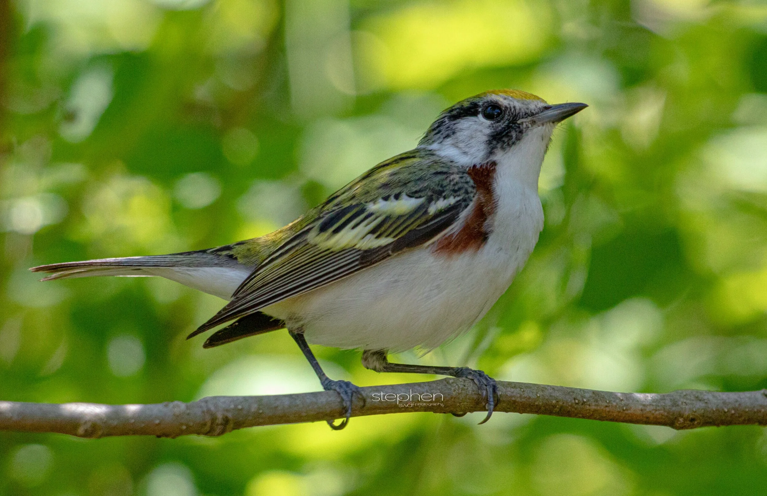 Chestnut-sided Warbler2 - Headlands Beach.jpeg
