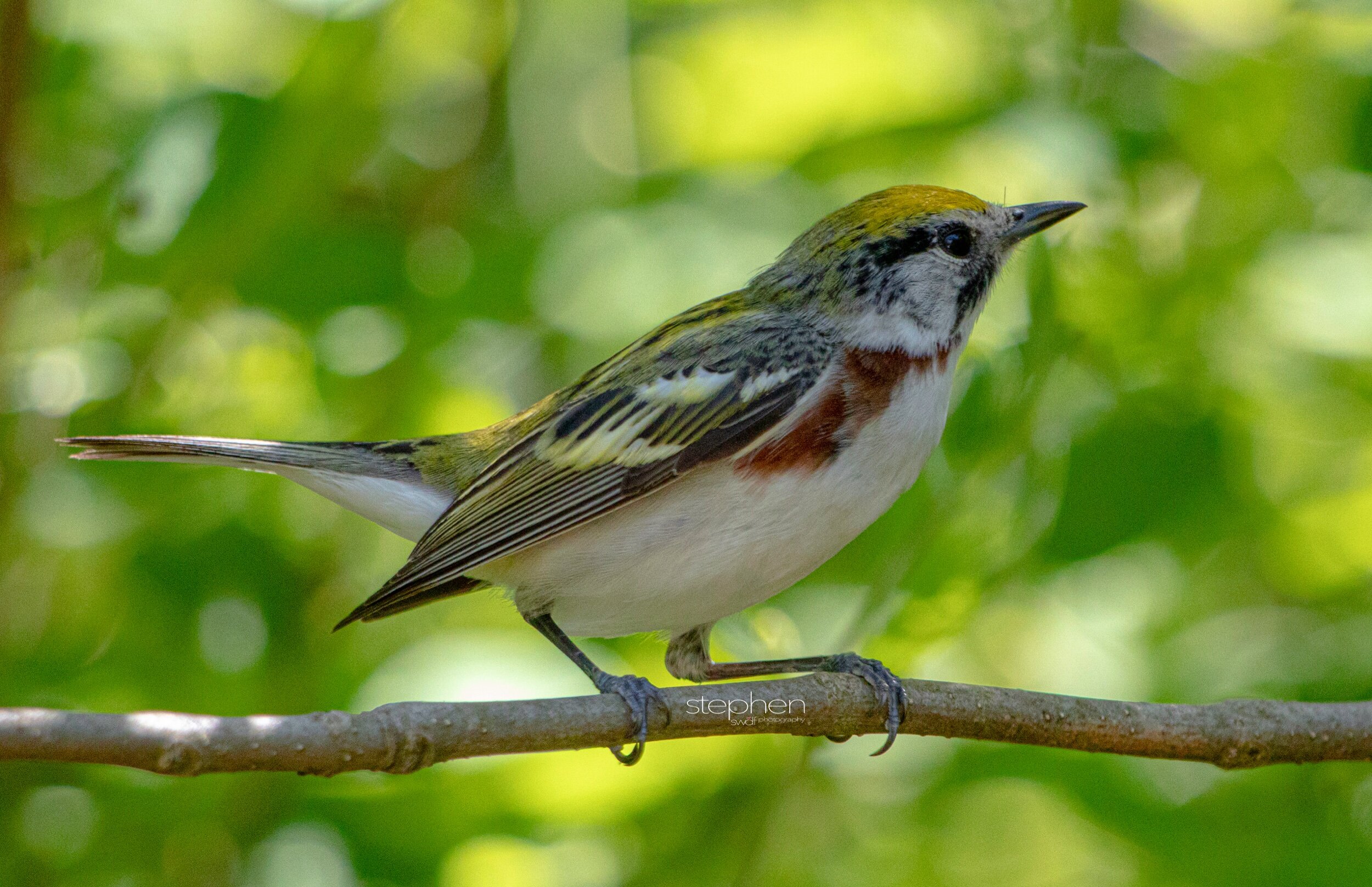 Chestnut-sided Warbler3 - Headlands Beach.jpeg