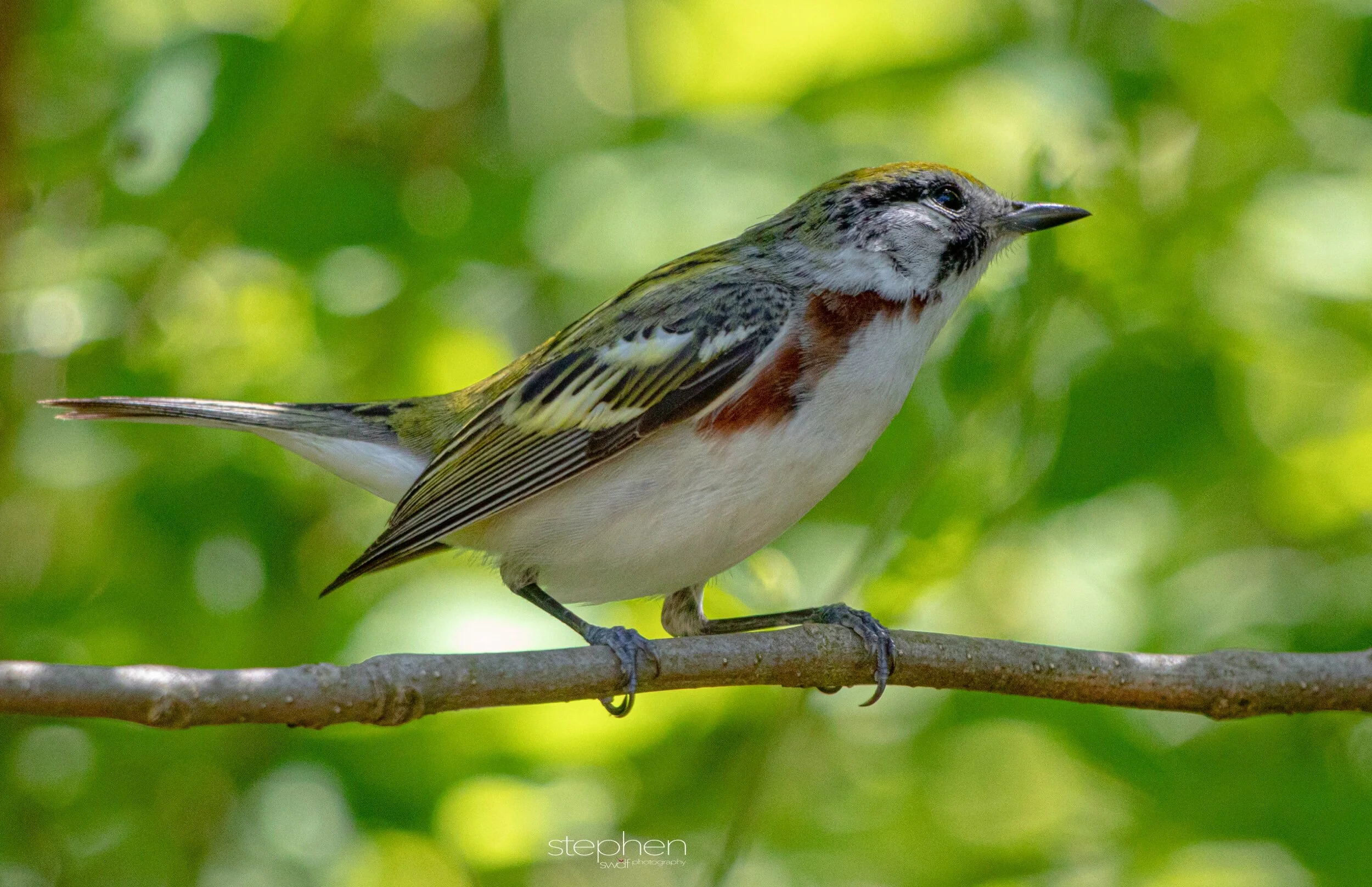 Chestnut-sided Warbler4 - Headlands Beach.jpeg