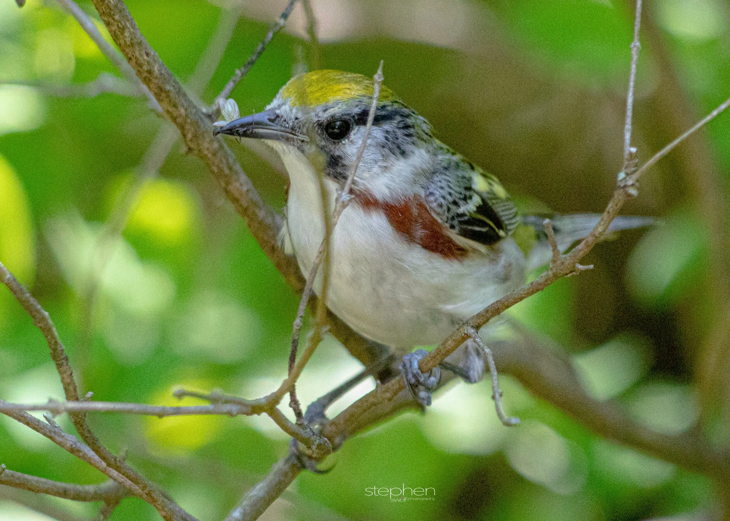 Chestnut-sided Warbler5 - Headlands Beach.jpeg