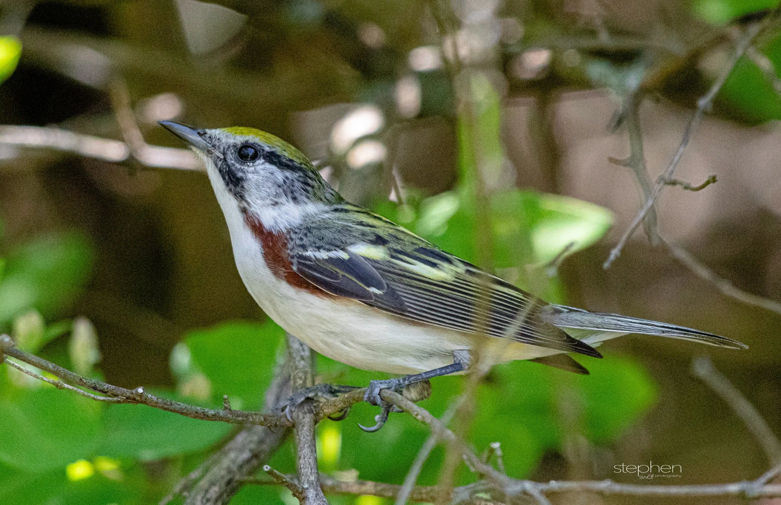 Chestnut-sided Warbler7 - Headlands Beach.jpeg