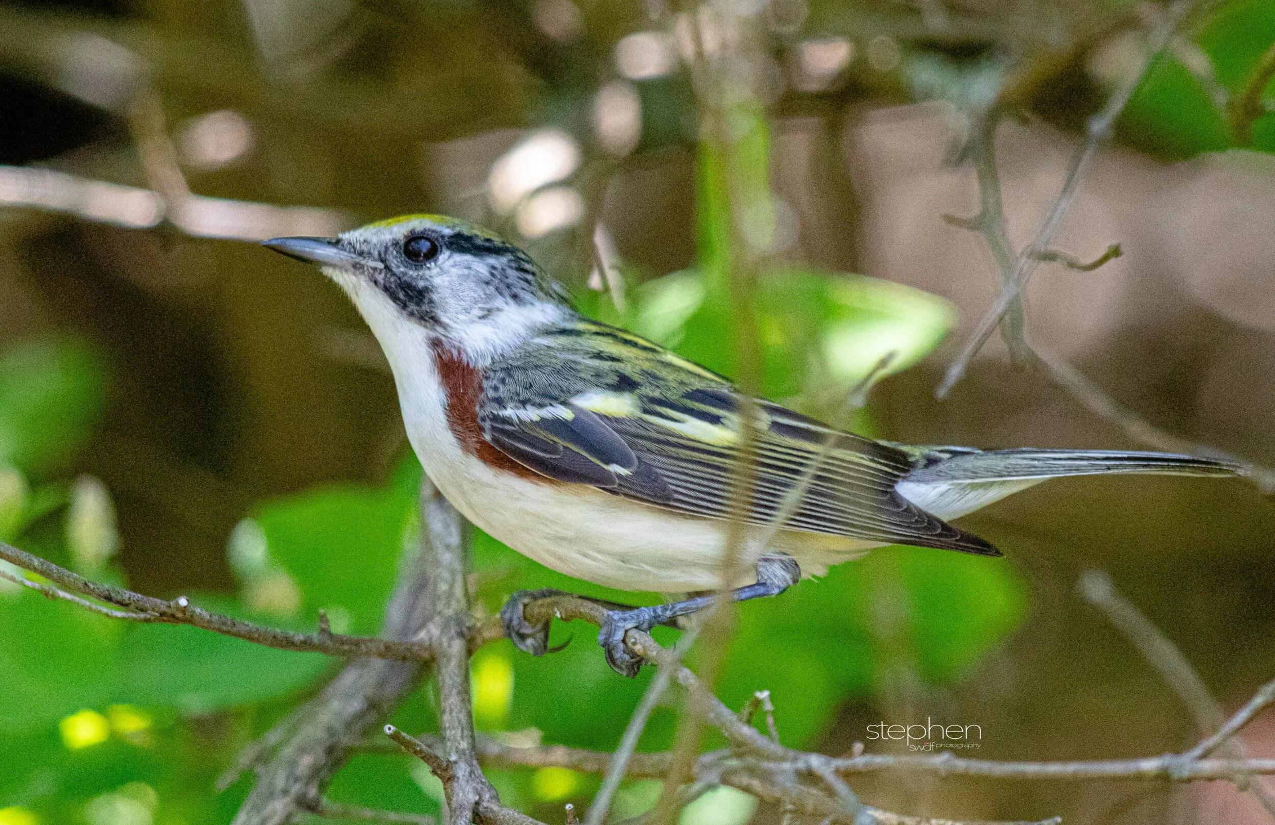Chestnut-sided Warbler8 - Headlands Beach.jpeg