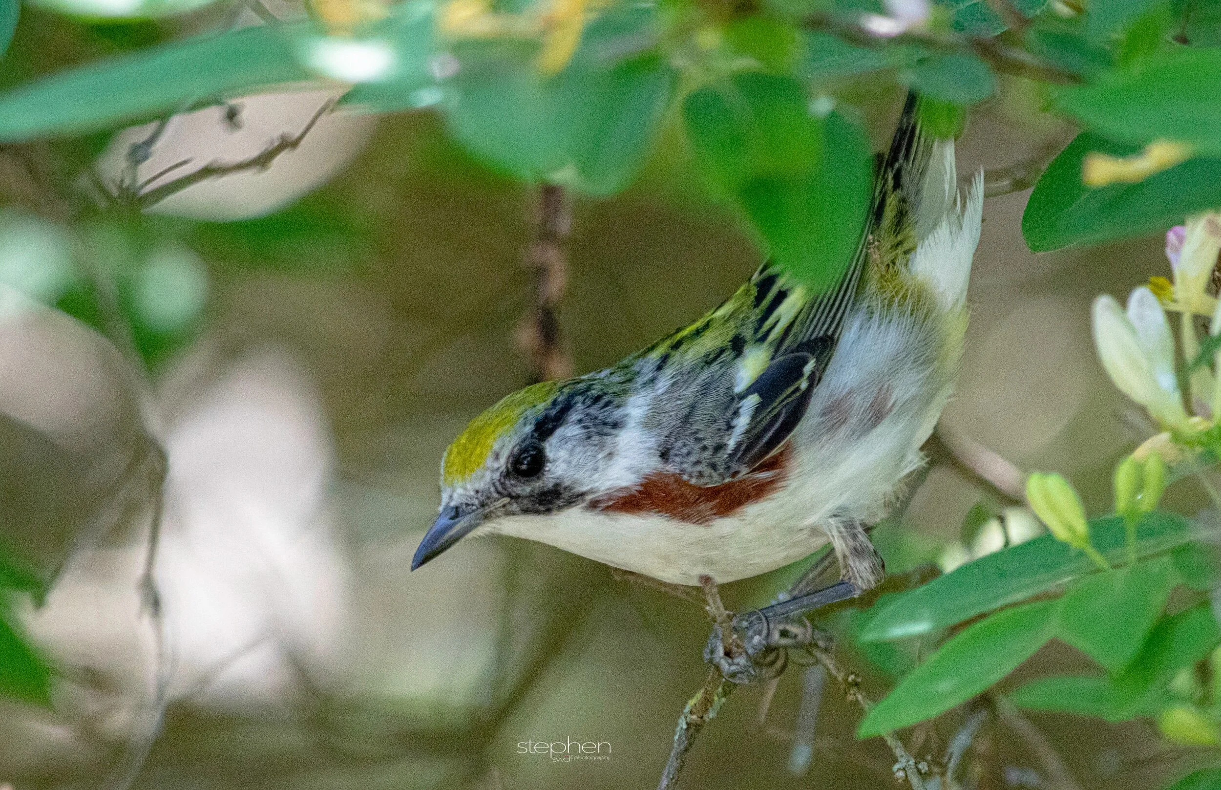 Chestnut-sided Warbler10 - Headlands Beach.jpeg
