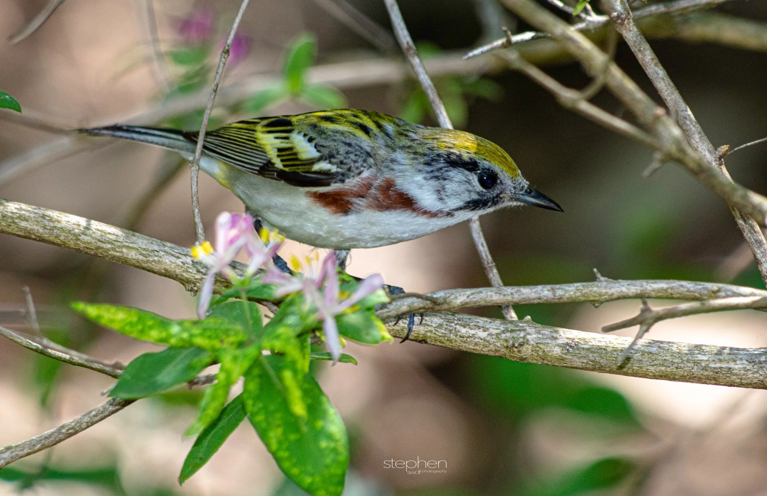 Chestnut-sided Warbler11 - Headlands Beach.jpeg