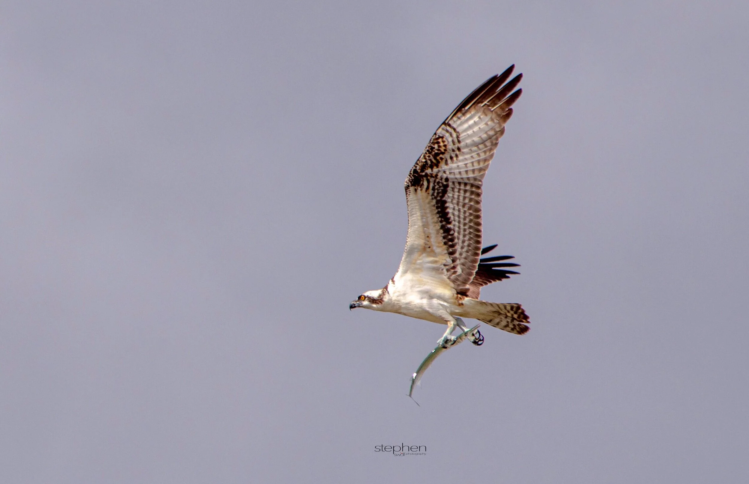 Osprey5 - Miami.jpeg