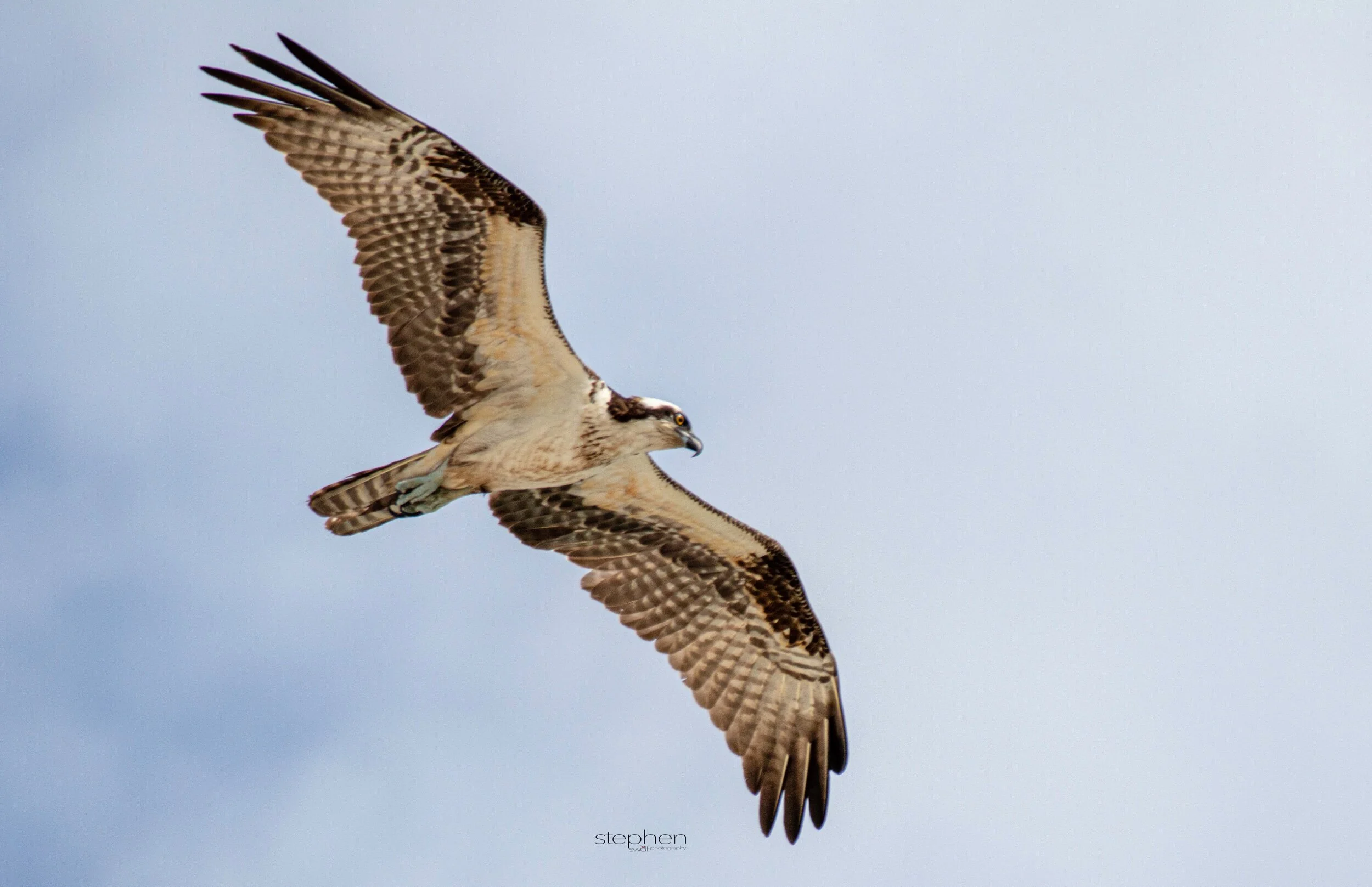 Osprey3 - Miami.jpeg