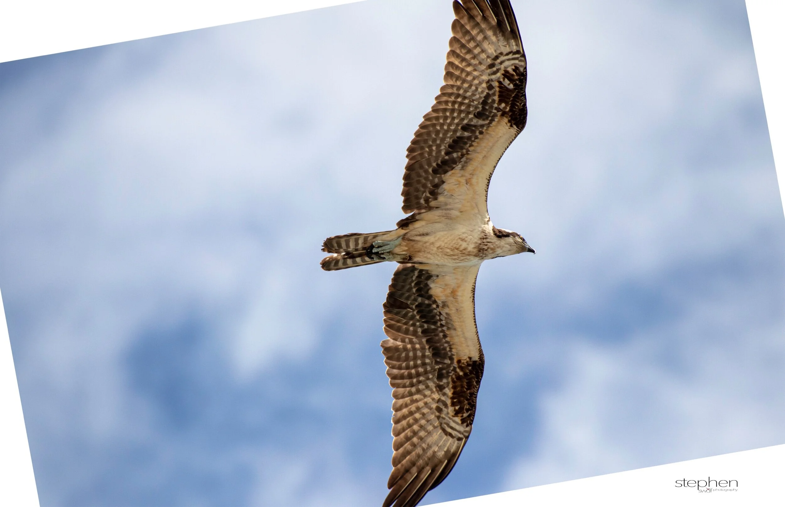 Osprey2 - Miami.jpeg