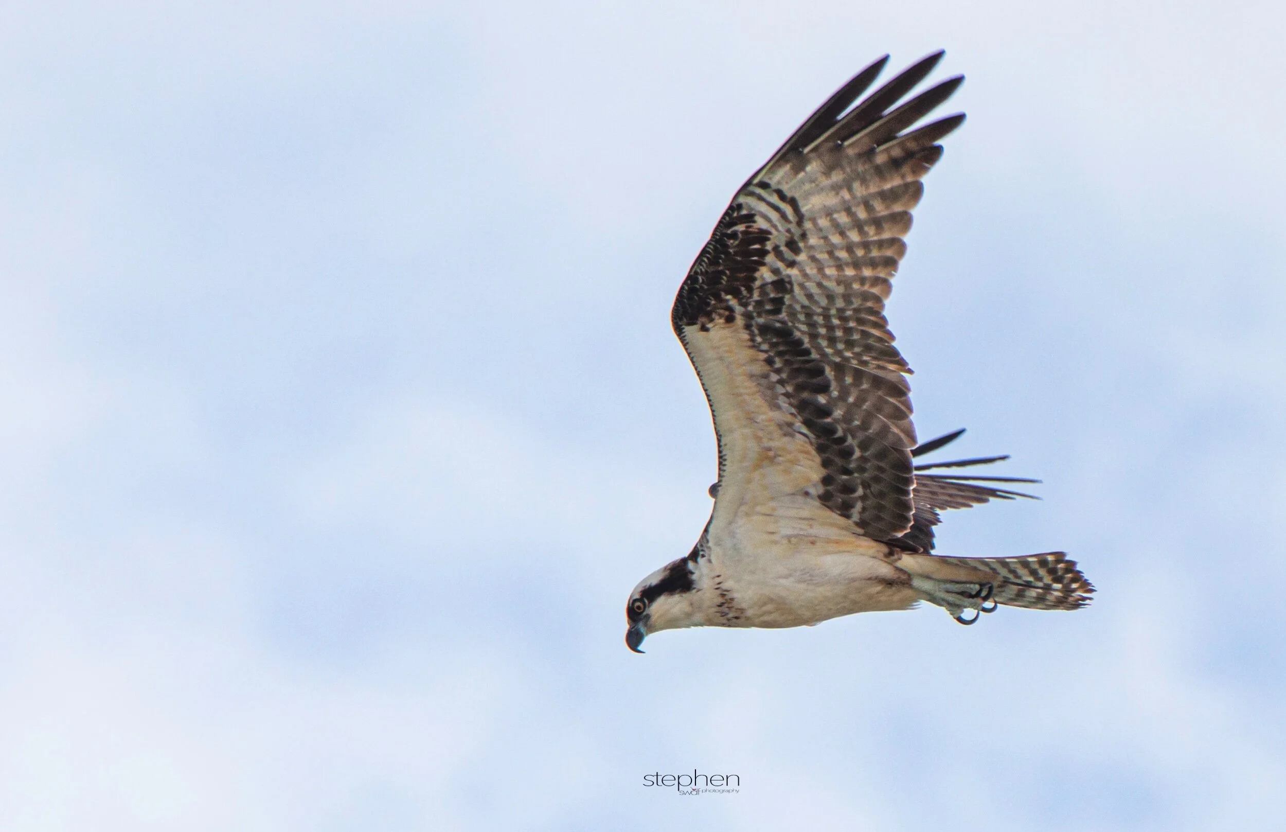 Osprey4 - Miami.jpeg