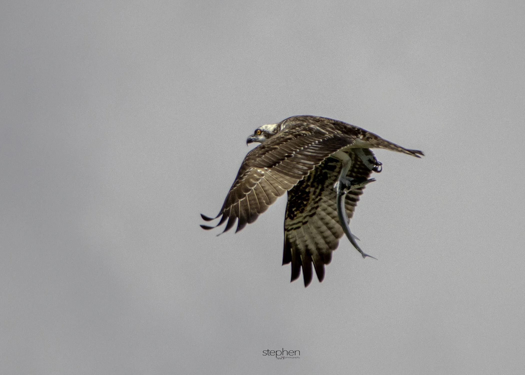 Osprey6 - Miami.jpeg