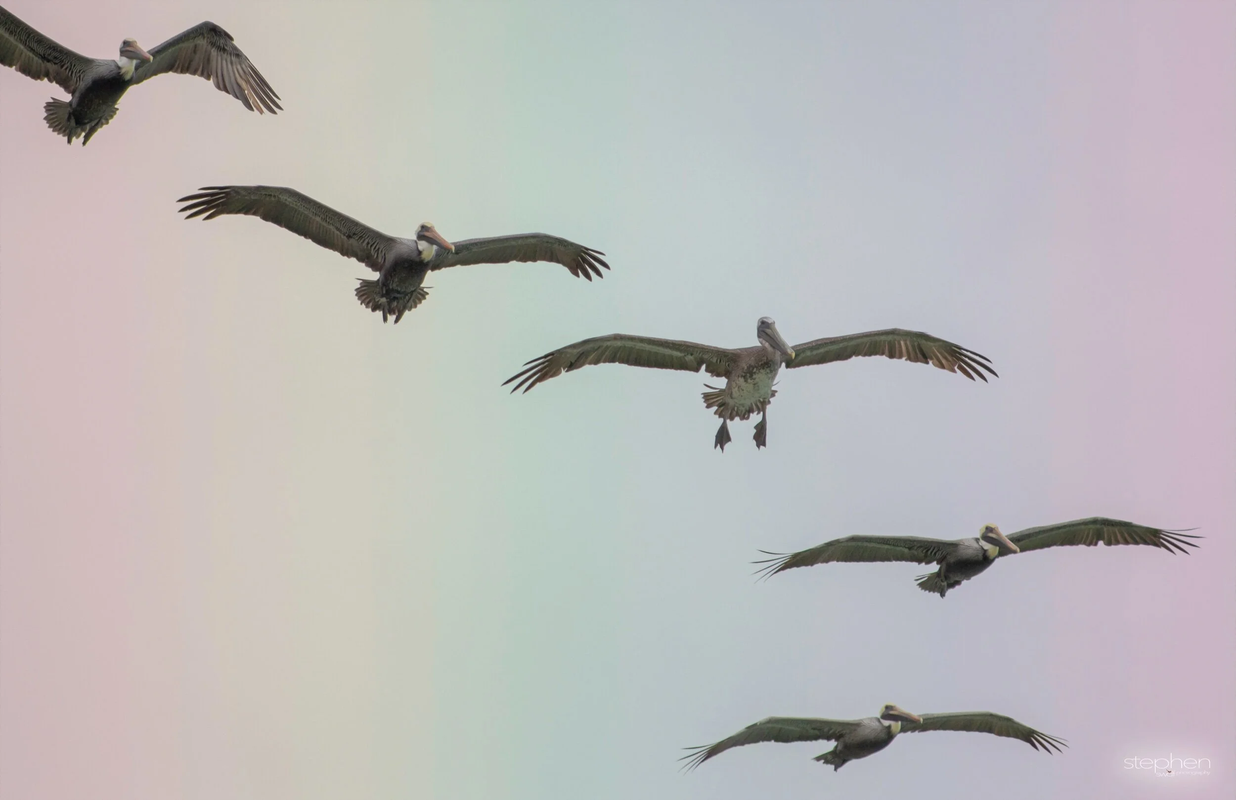 Pelicans on Parade.jpeg