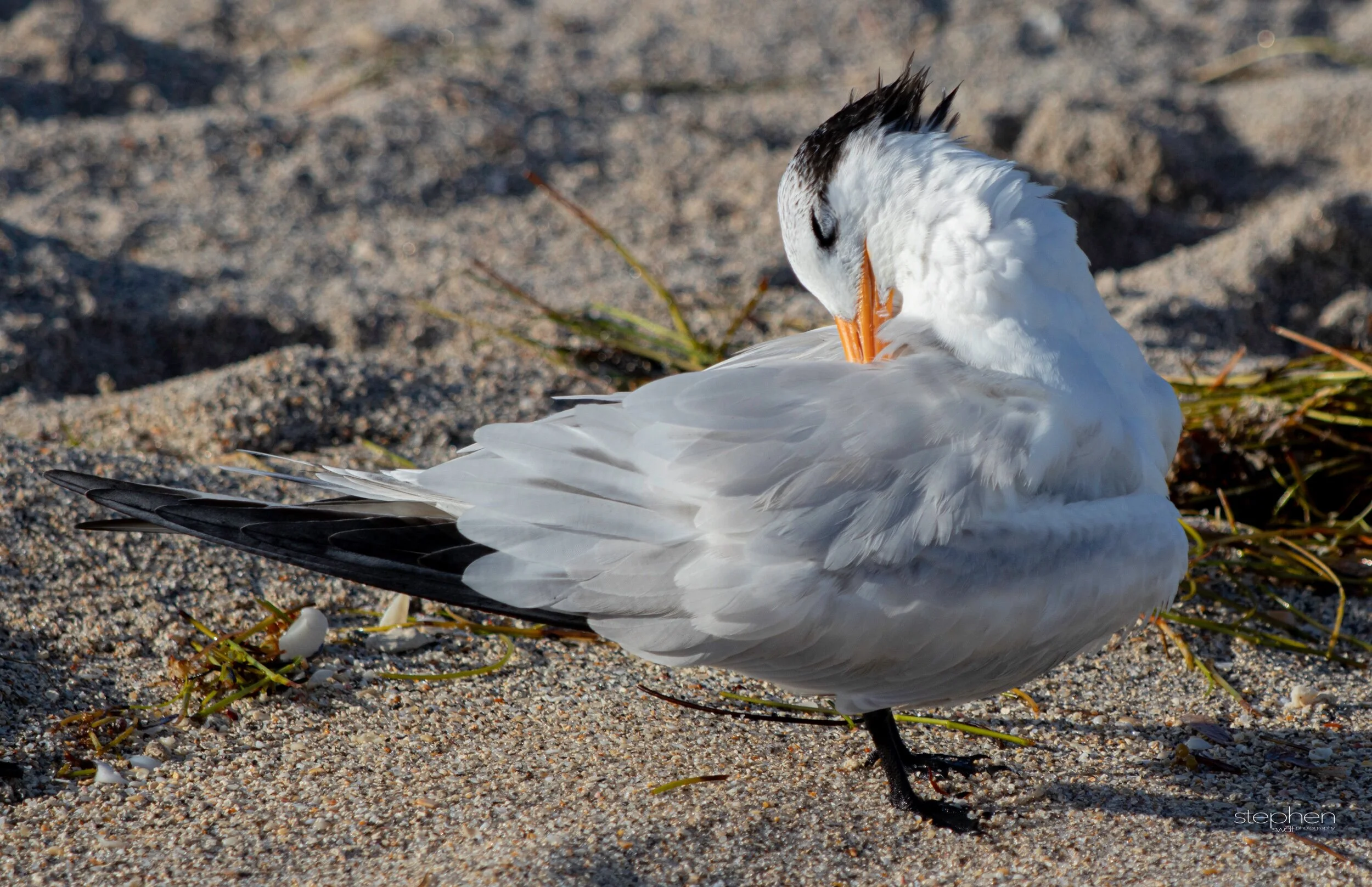 Royal Tern2 - Miami.jpeg