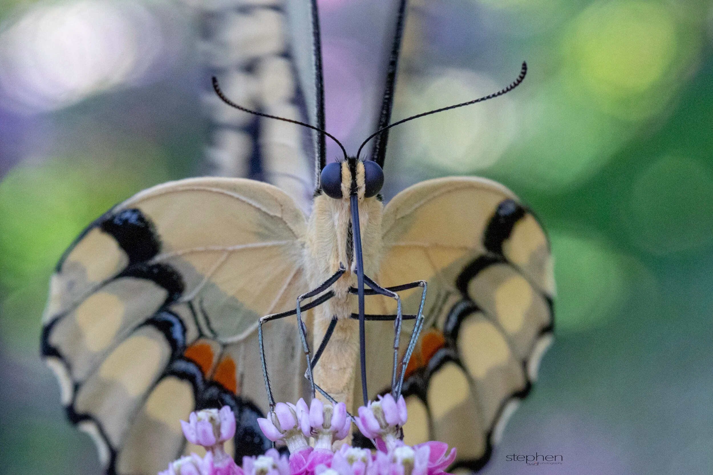 Giant Swallowtail Colors - Miller Nature Preserve.jpeg
