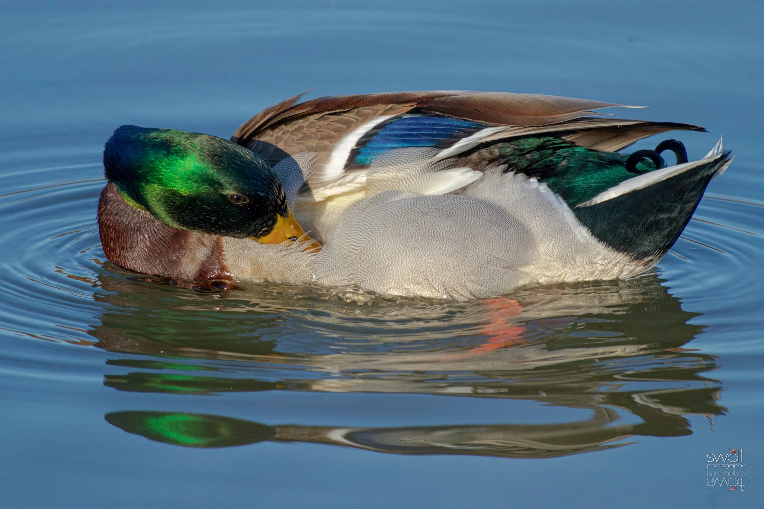 Male Mallard Reflection - Sandy Ridge.jpeg