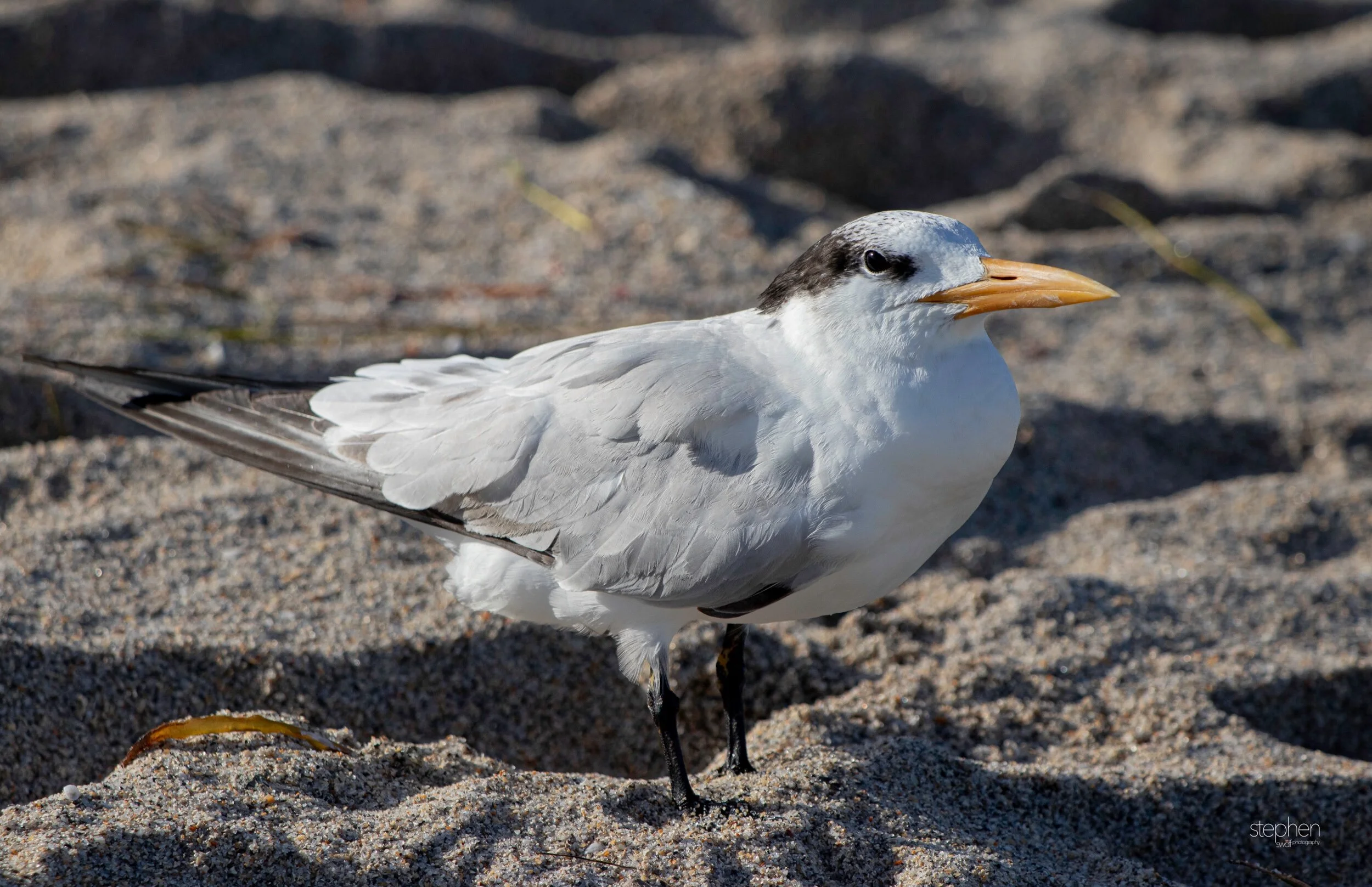 Royal Tern3 - Miami.jpeg