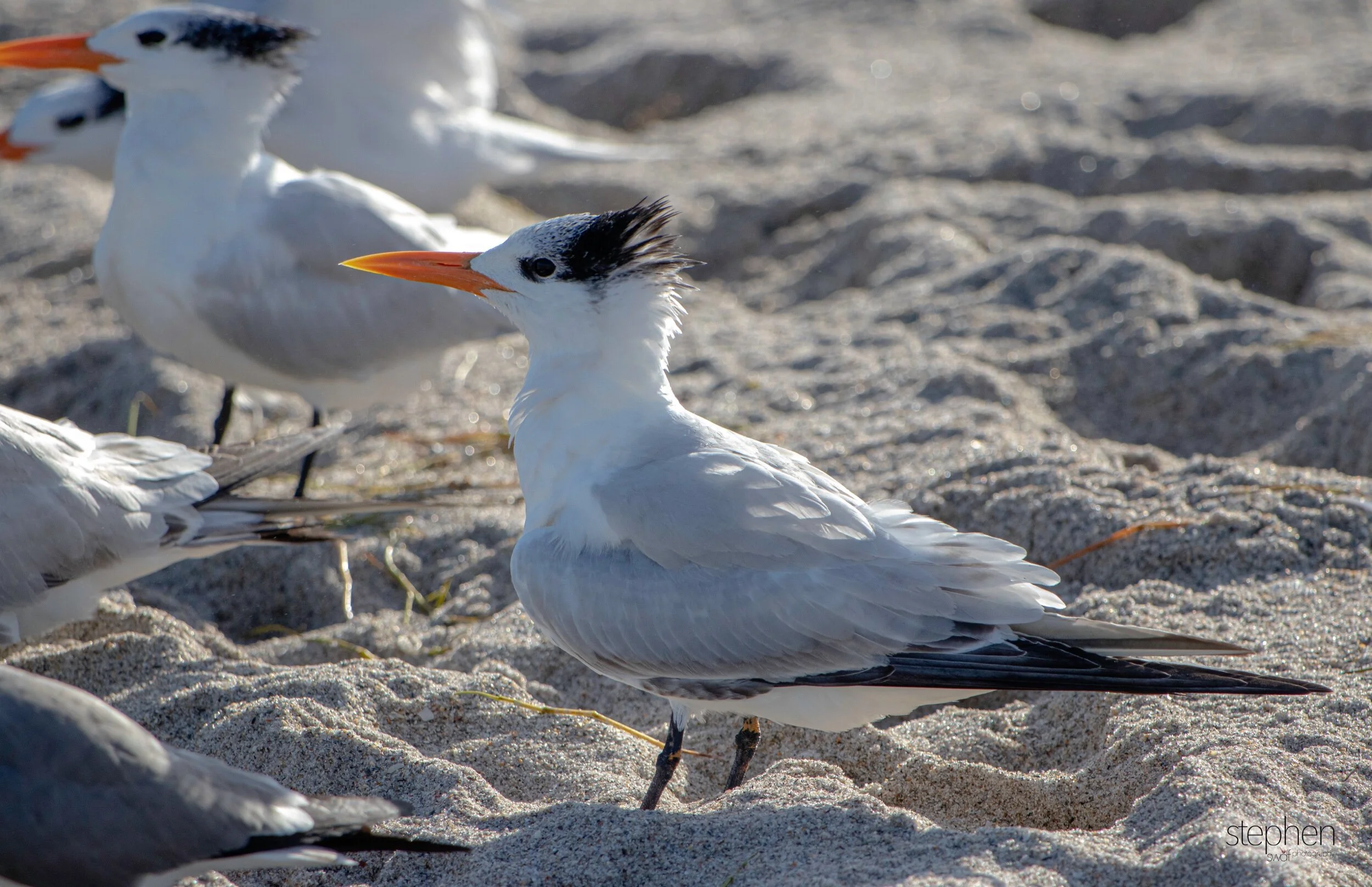 Royal Tern5 - Miami.jpeg