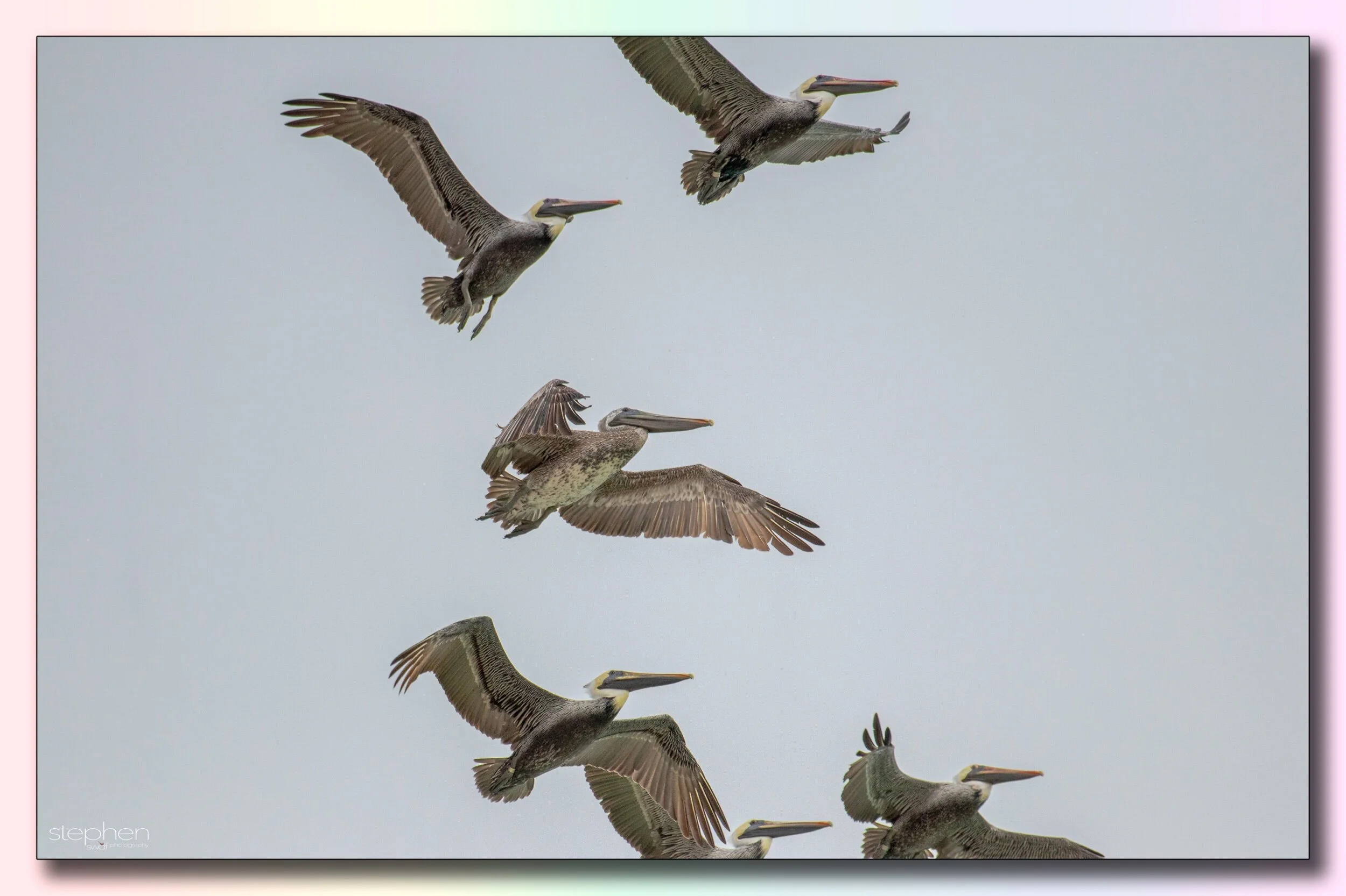 Pelicans on Parade - Haulover Beach.jpeg