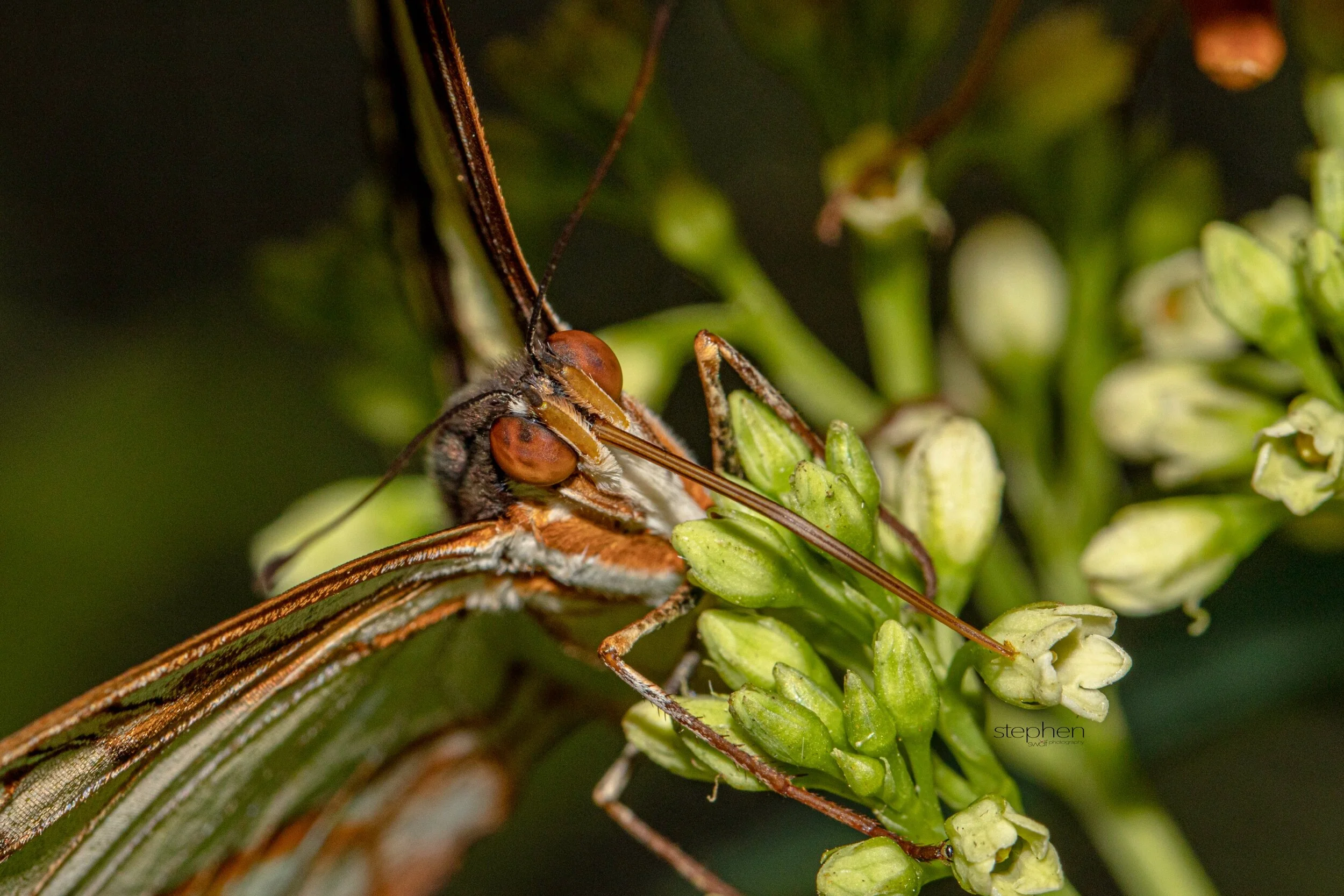Butterfly Macro - Miller Nature Preserve.jpeg