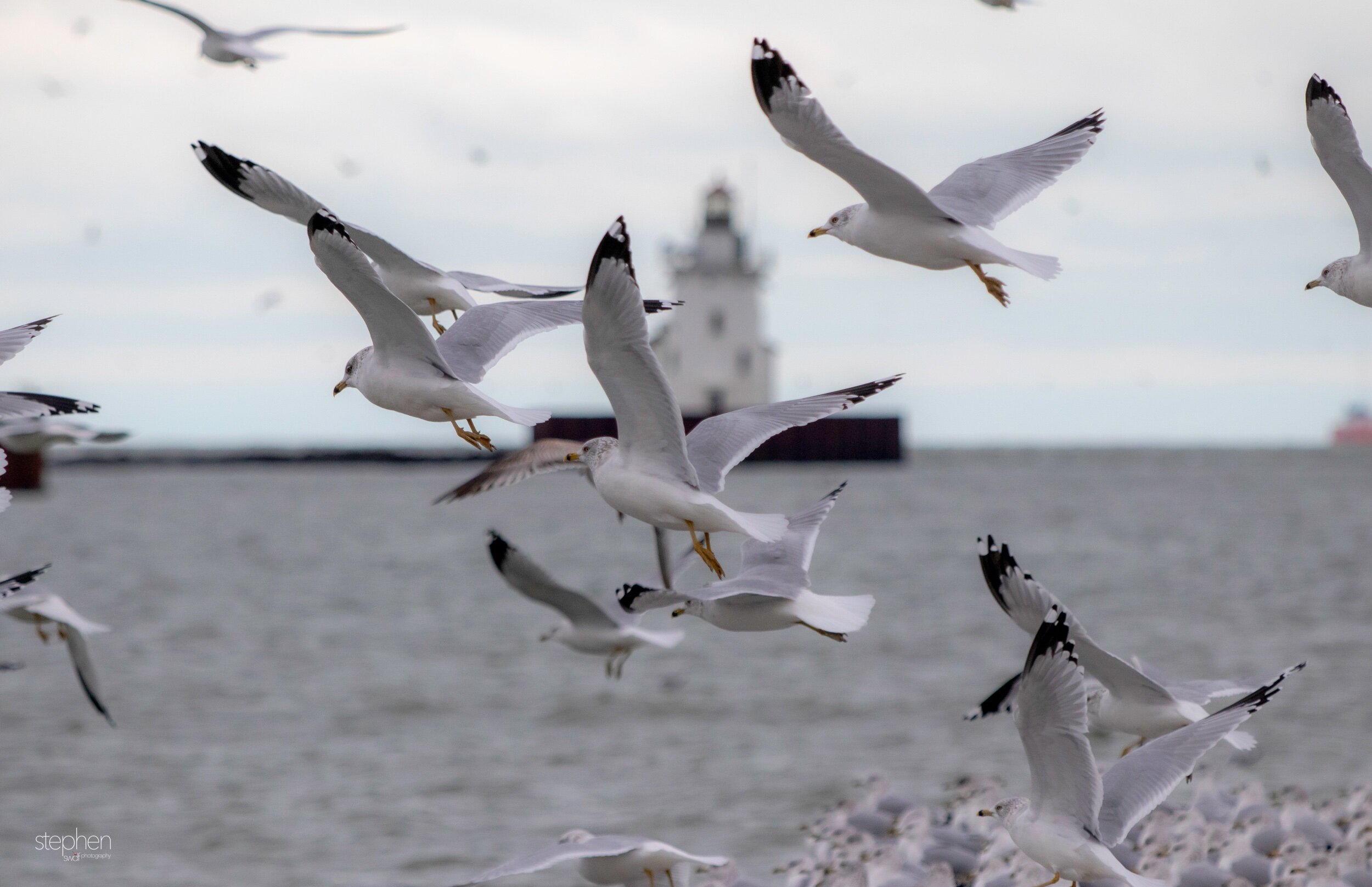 Lighthouse and Gulls - Wendy Park.jpeg