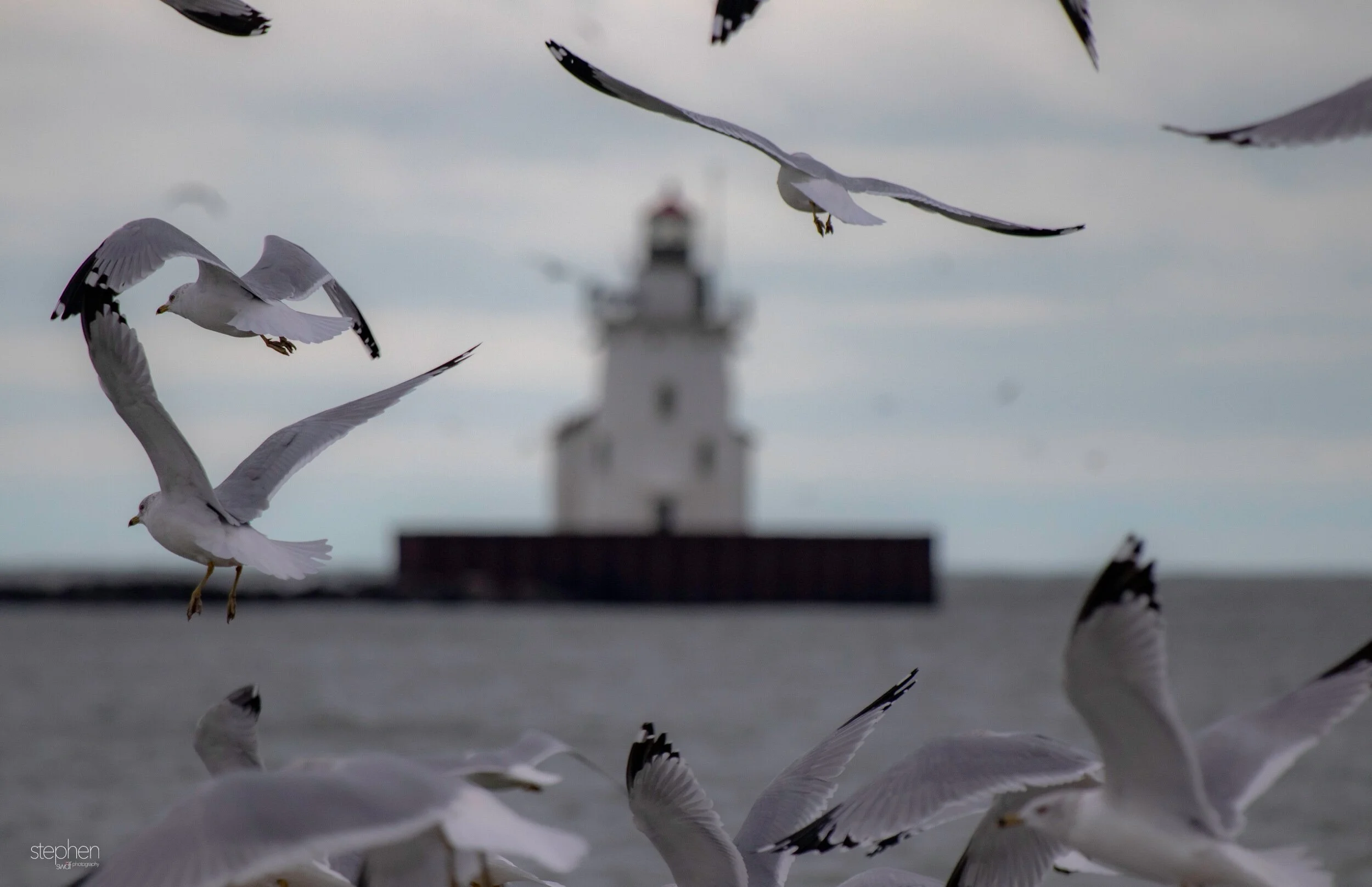 Lighthouse and Gulls3 - Wendy Park.jpeg