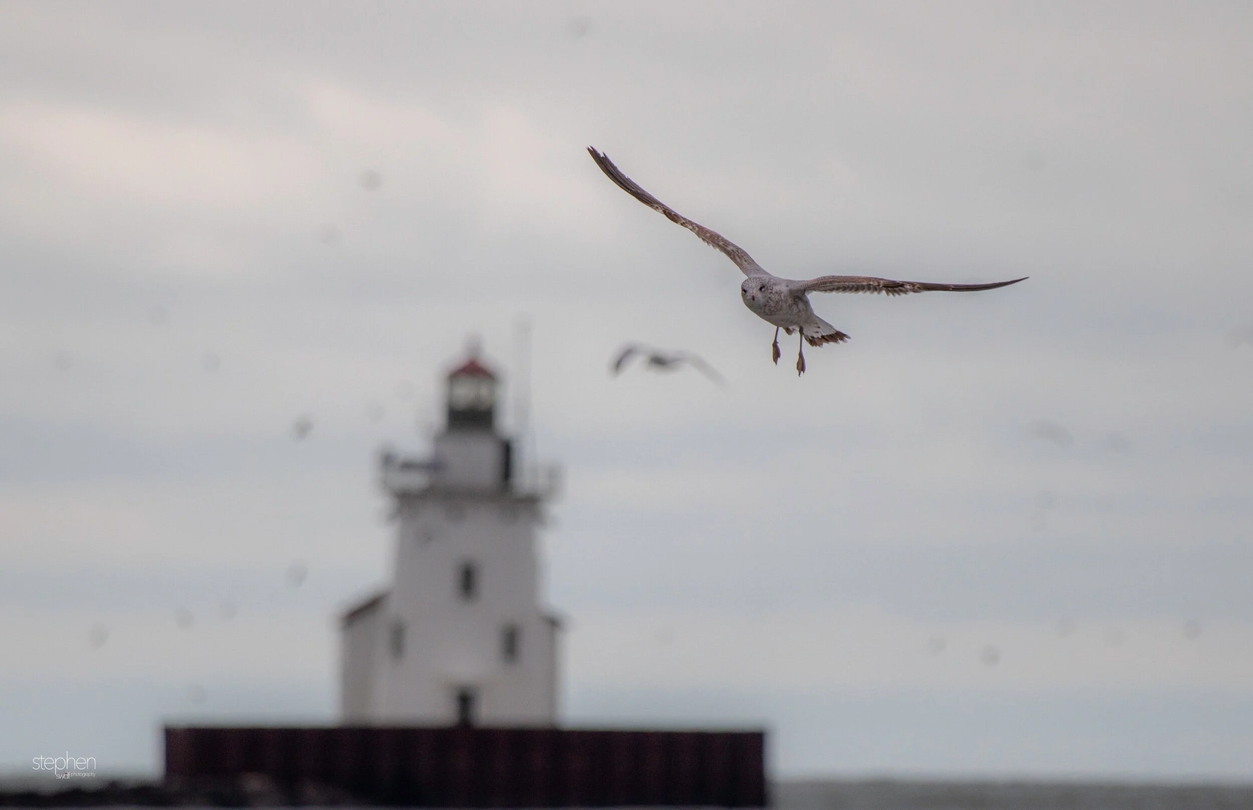 Lighthouse and Gulls2 - Wendy Park.jpeg