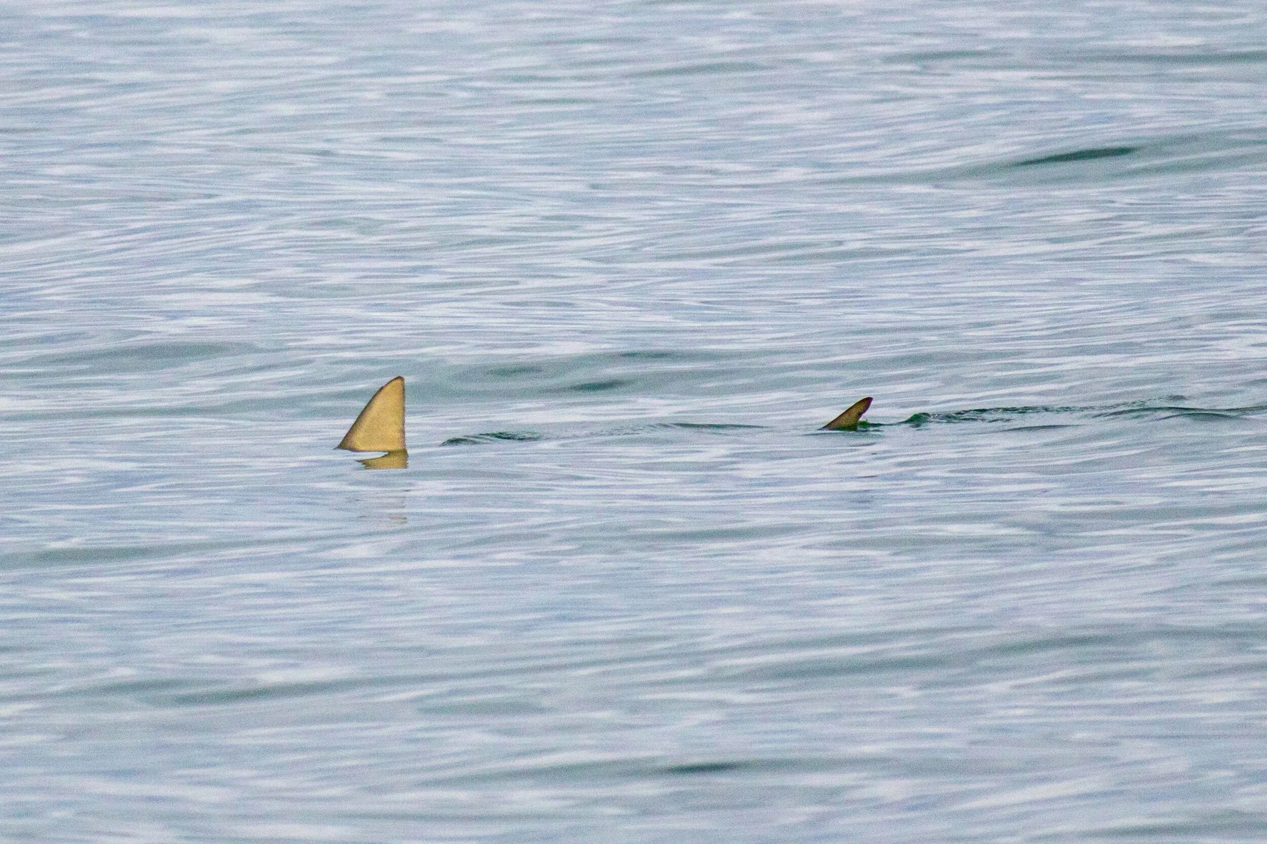 Image 12-13-20 at 20.00.jpeg