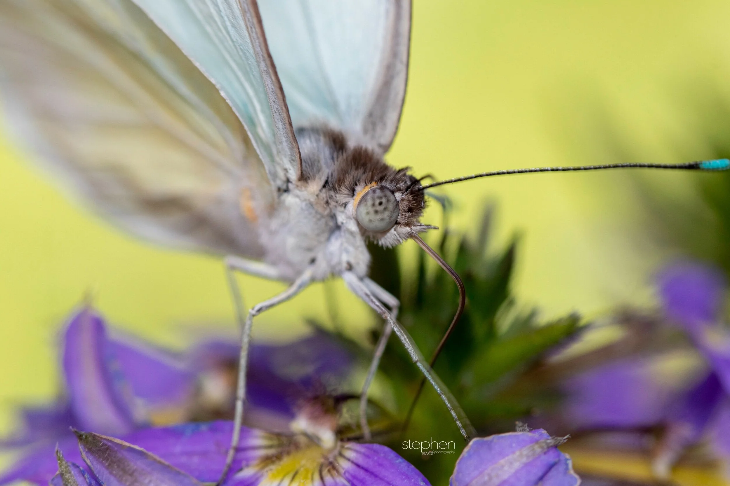 Butterfly Macro3 - Miller Nature Preserve.jpeg