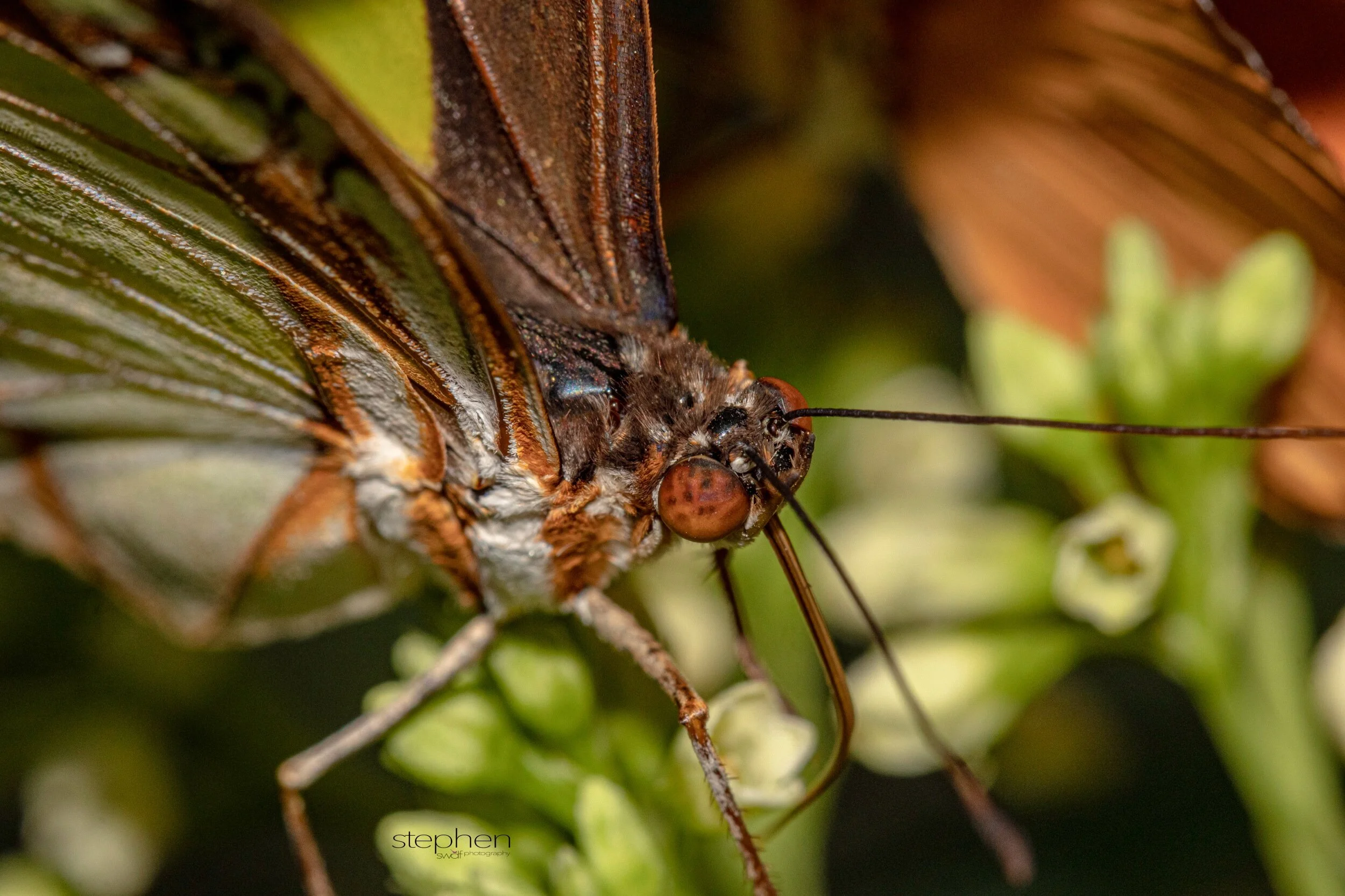 Butterfly Macro2 - Miller Nature Preserve.jpeg