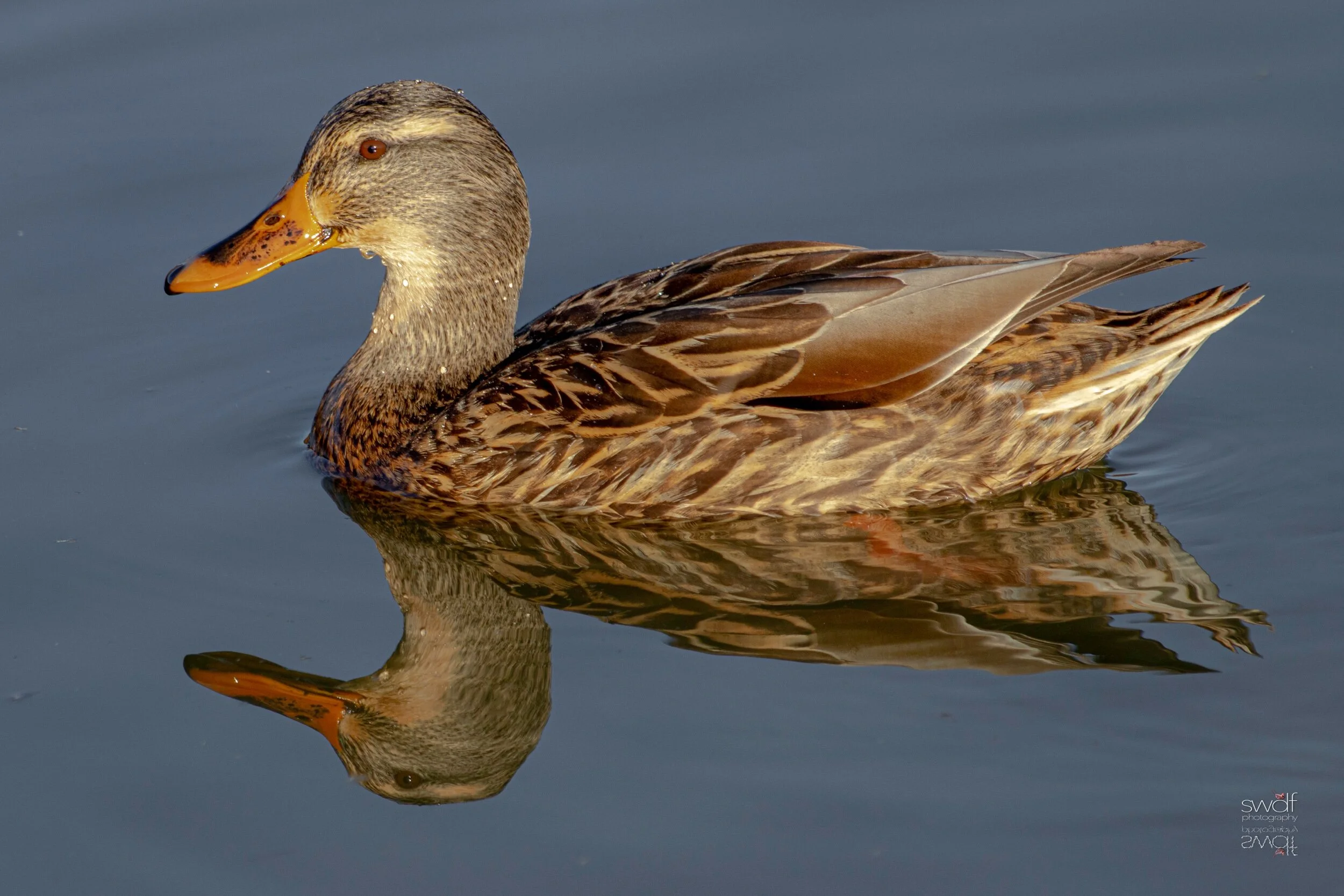Female Mallard Reflection - Sandy Ridge.jpeg