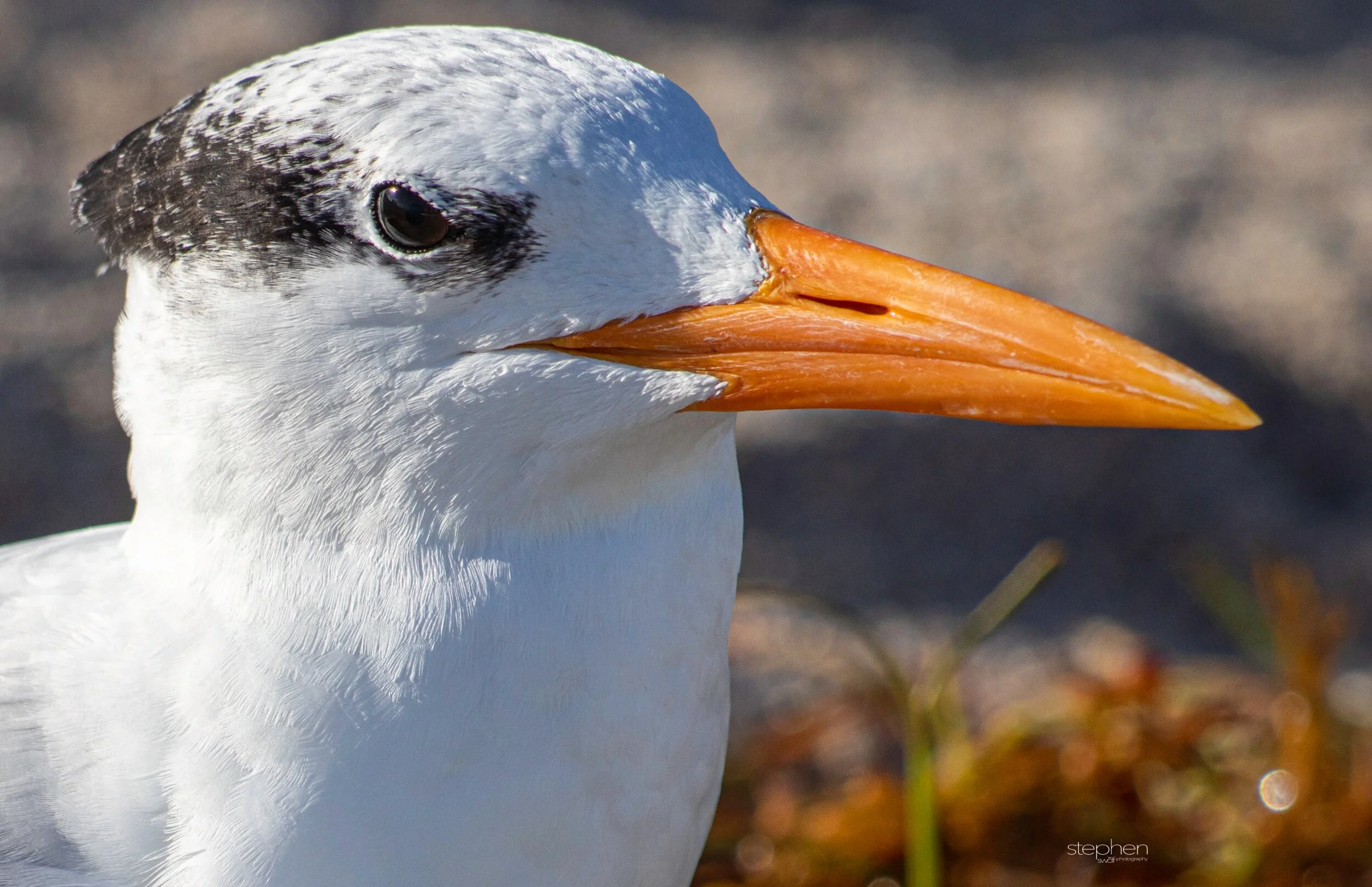 Royal Tern - Miami.jpeg