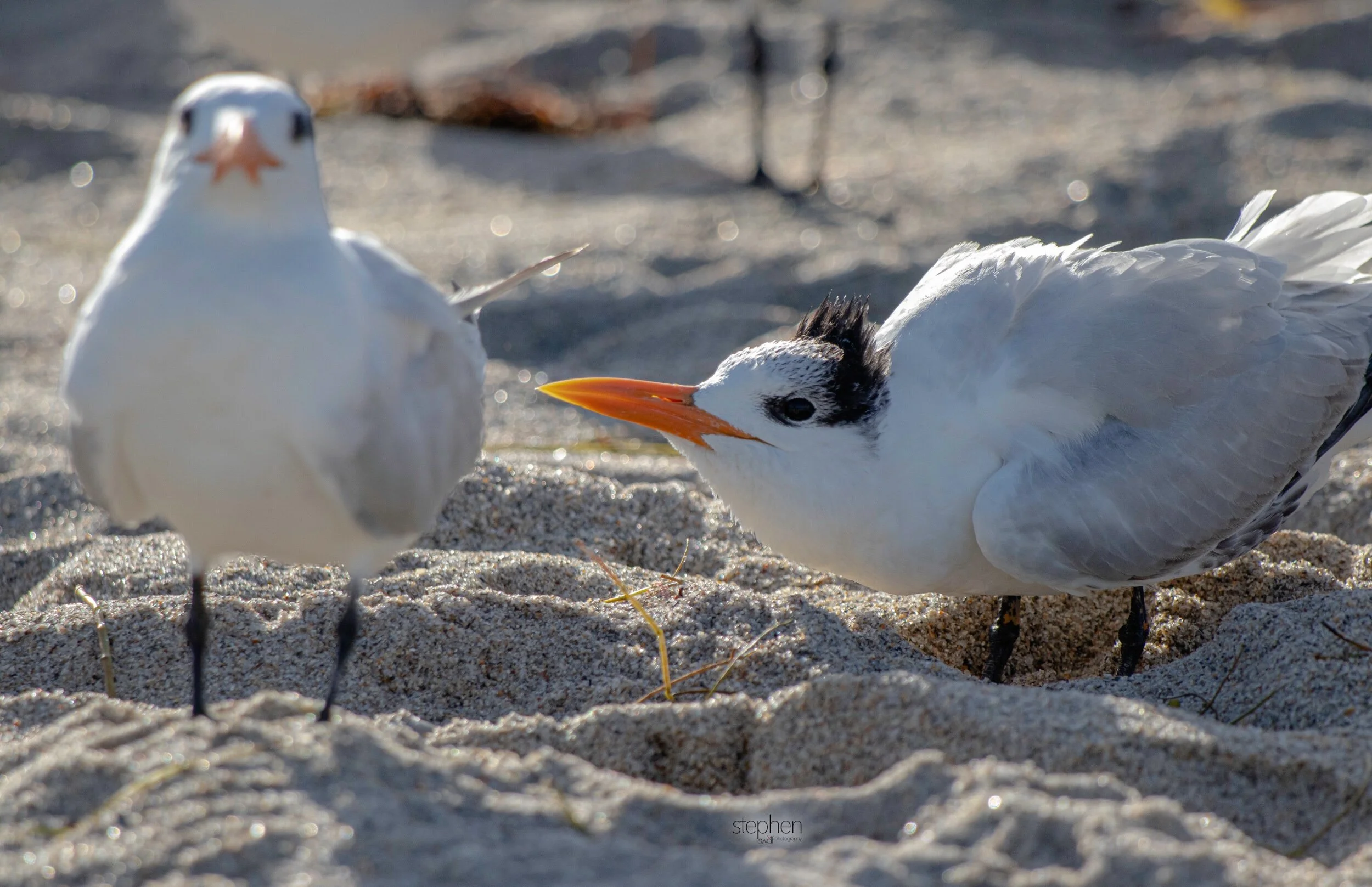 Royal Tern4 - Miami.jpeg