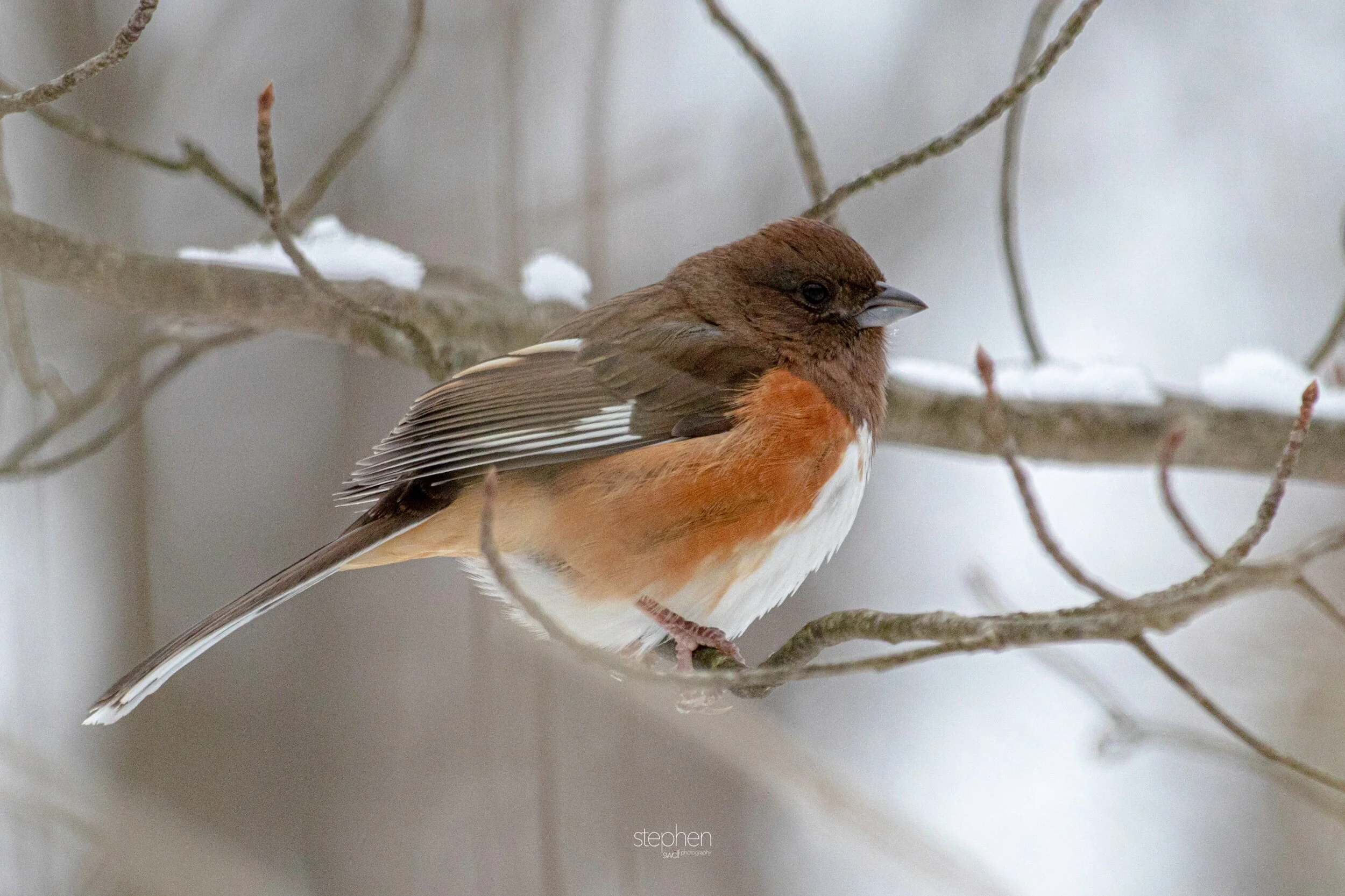 Female Towhee2 - Brecksville Metroparks.jpeg