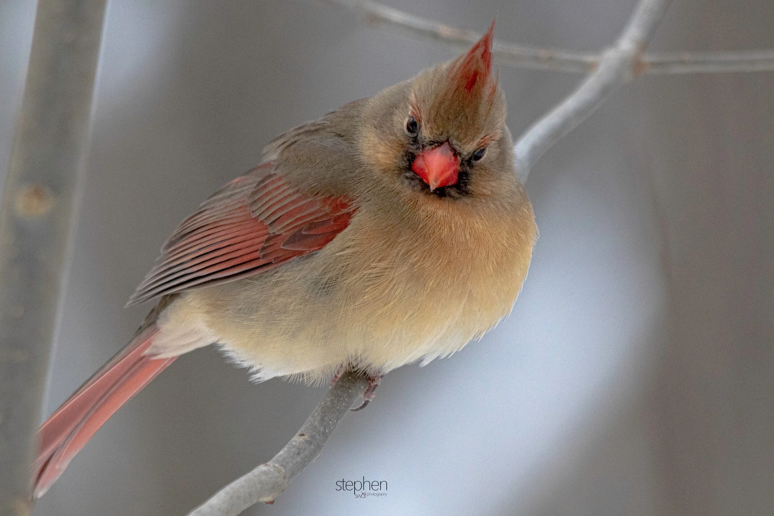 Betsy Cardinal4 - Brecksville Metroparks.jpeg