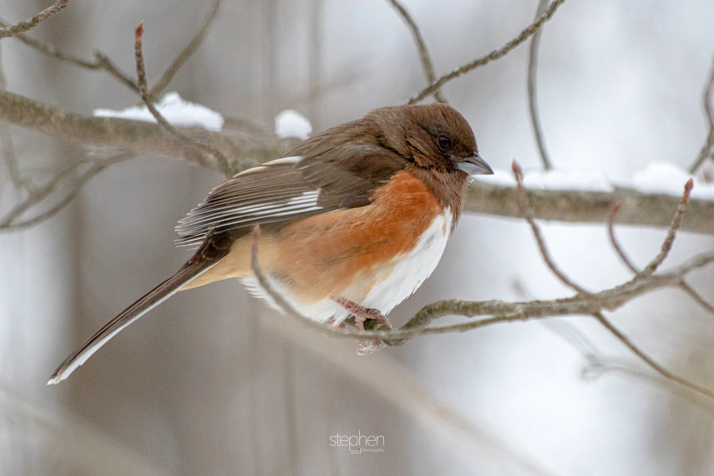 Female Towhee - Brecksville Metroparks.jpeg