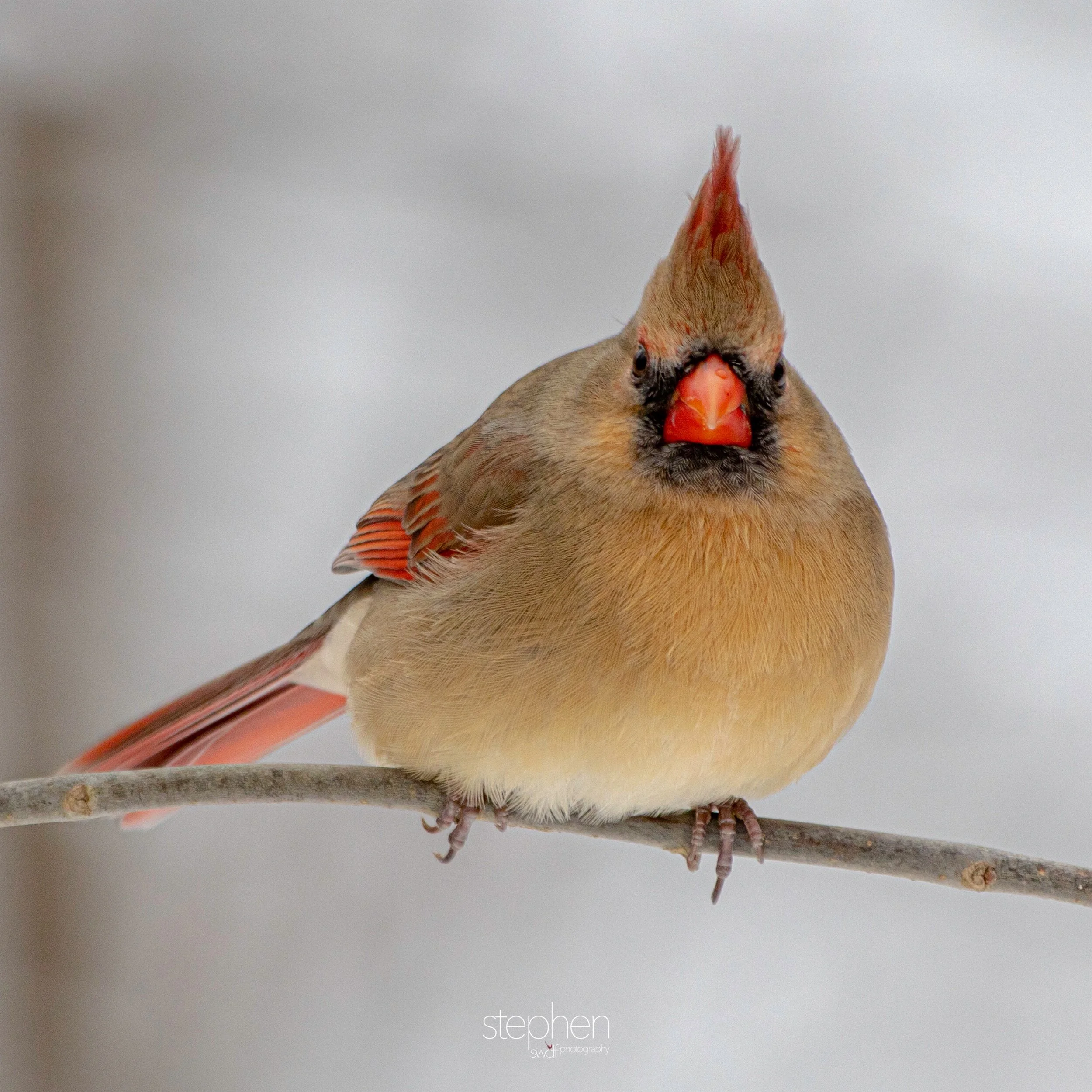 Betsy Cardinal11 - Brecksville Metroparks.jpeg