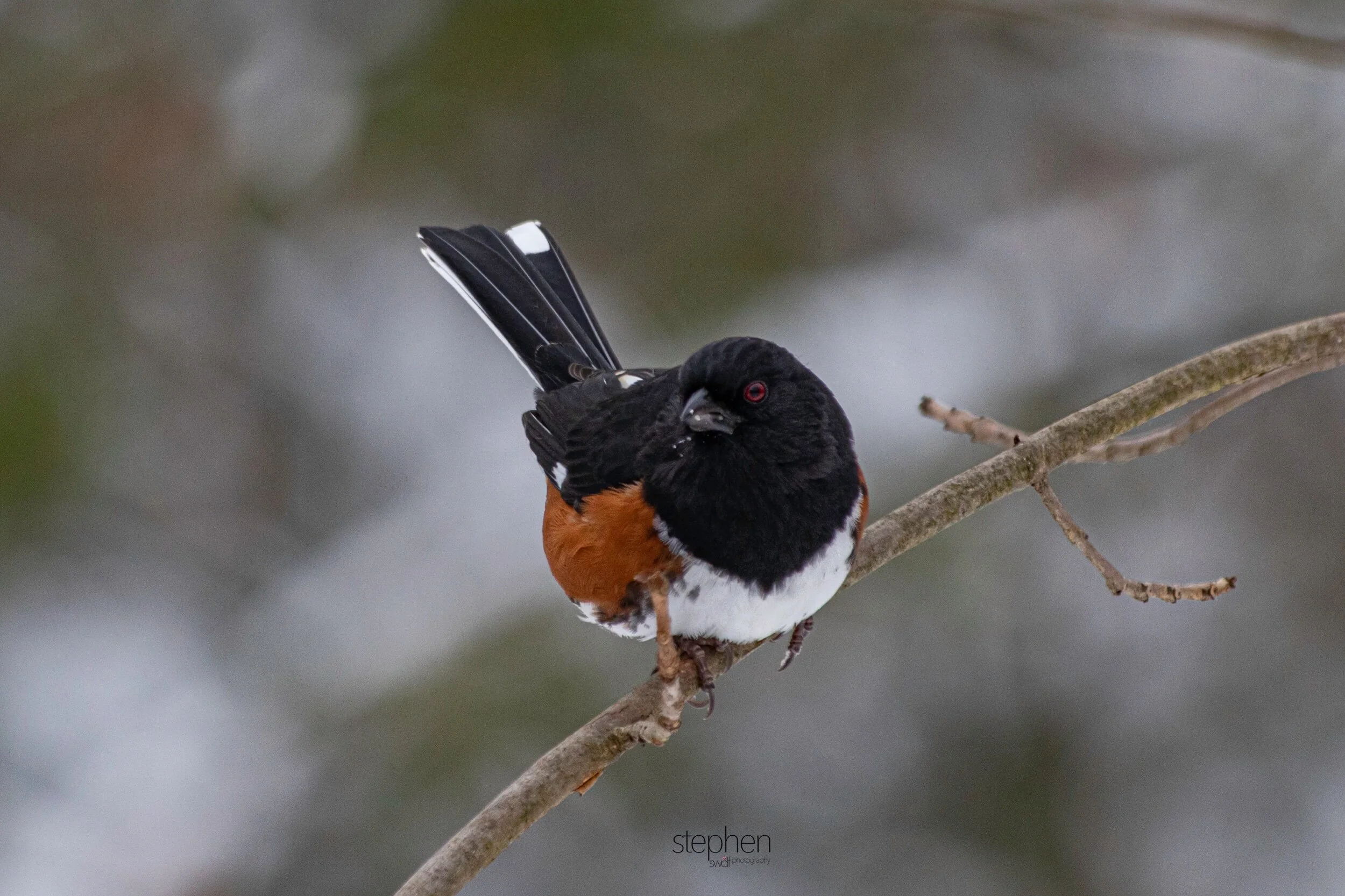 Towhee8 - Brecksville Metroparks.jpeg