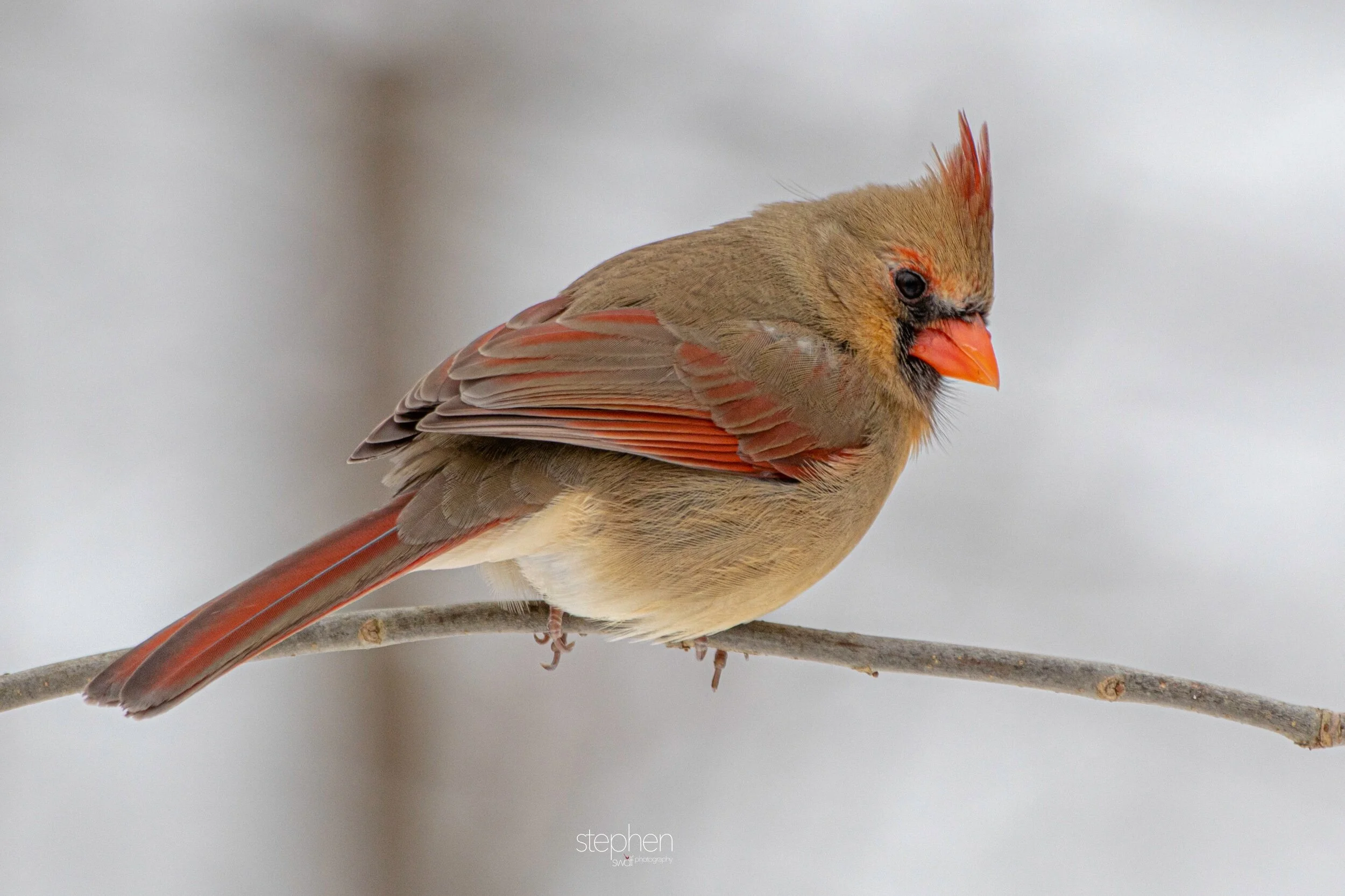 Betsy Cardinal12 - Brecksville Metroparks.jpeg