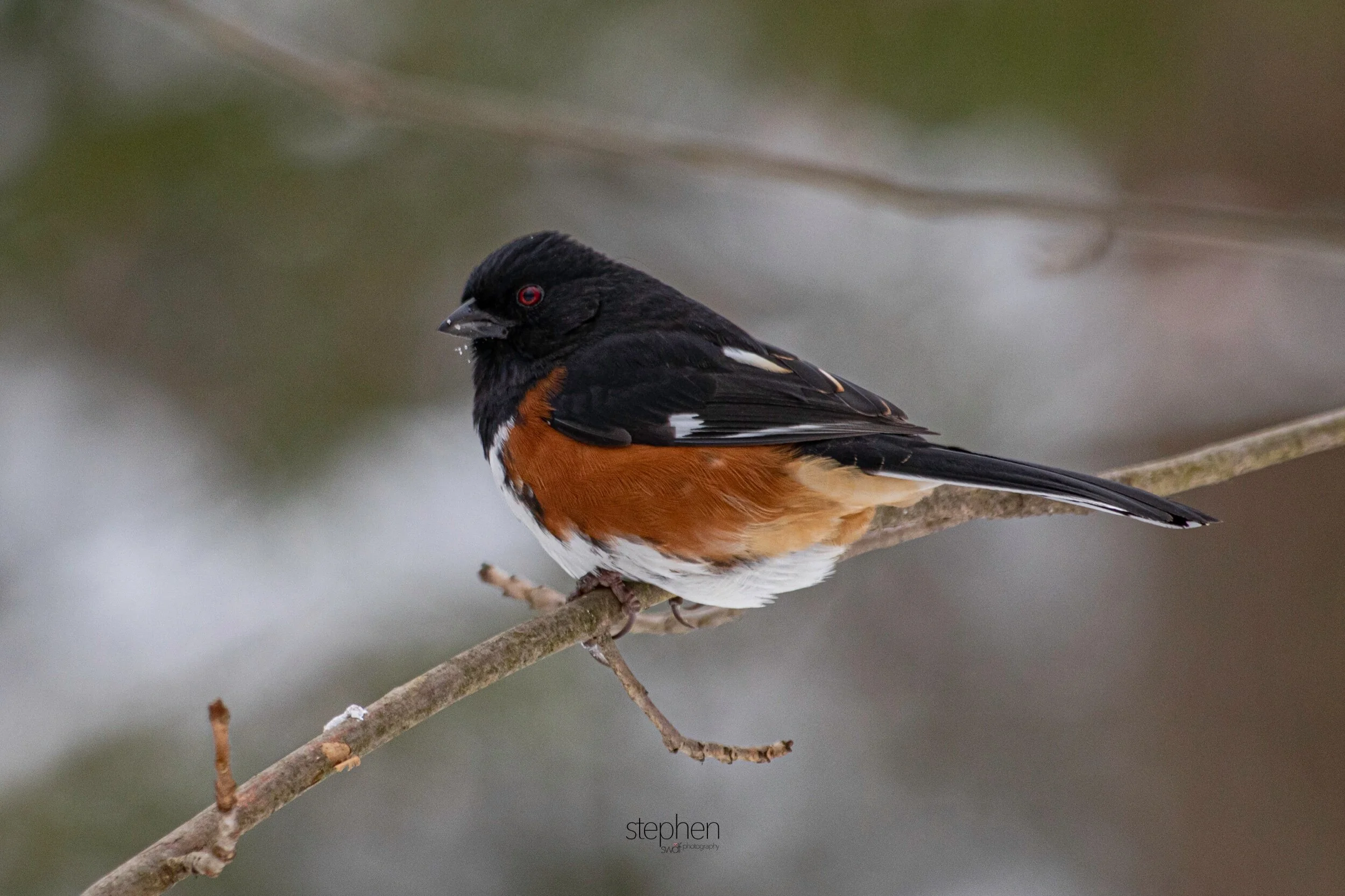 Towhee11 - Brecksville Metroparks.jpeg