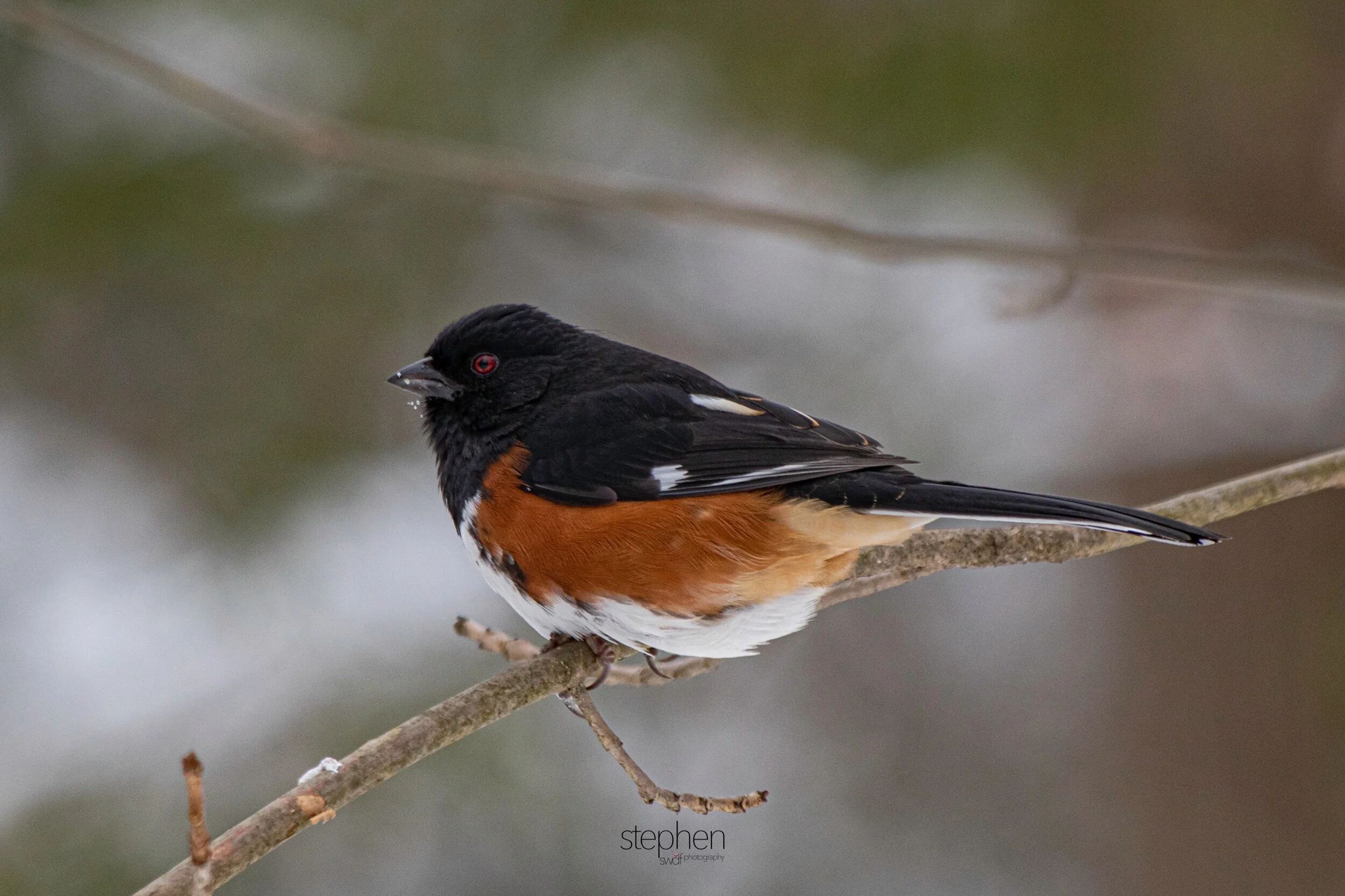 Towhee9 - Brecksville Metroparks.jpeg